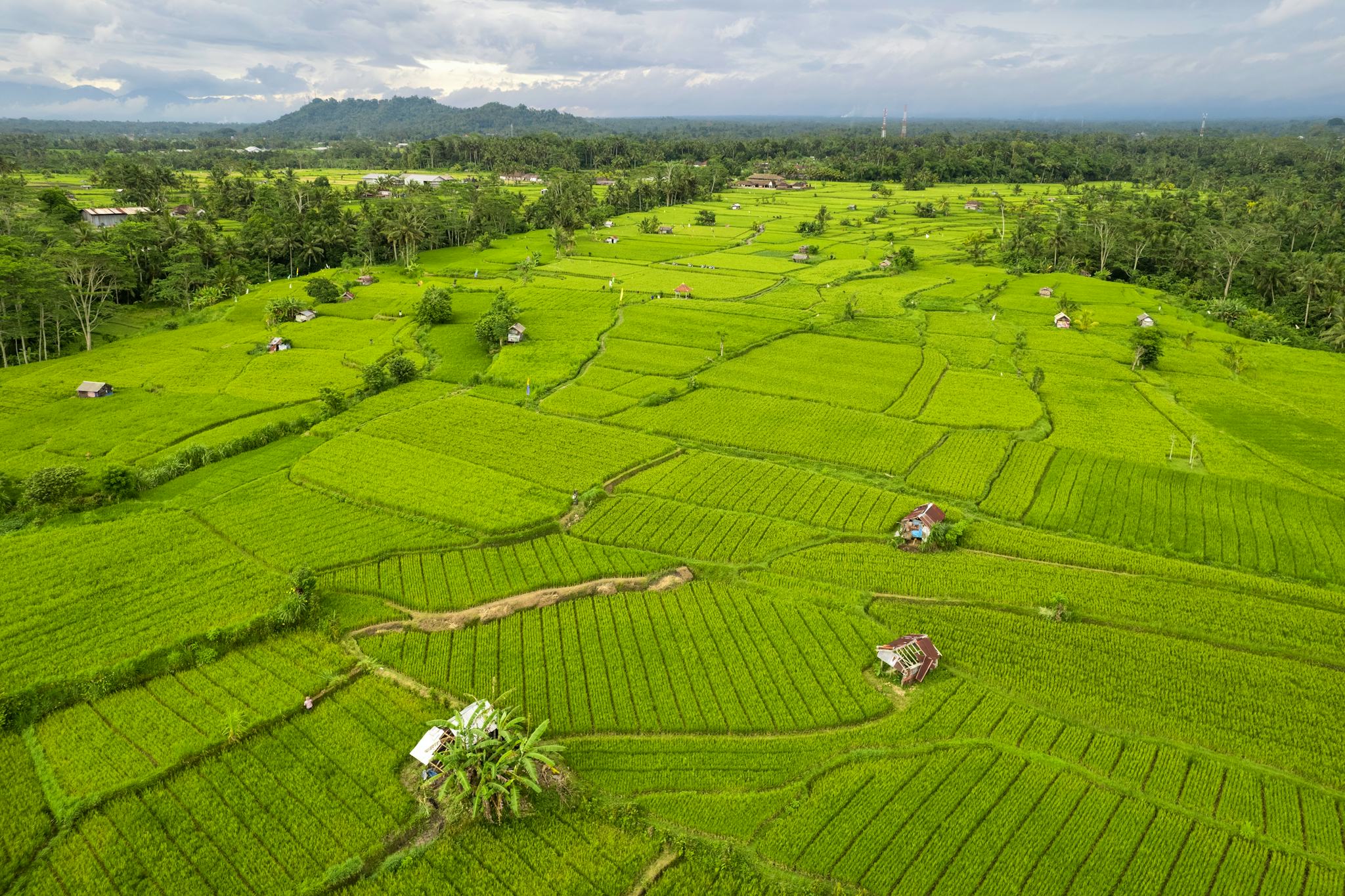 Tembuku