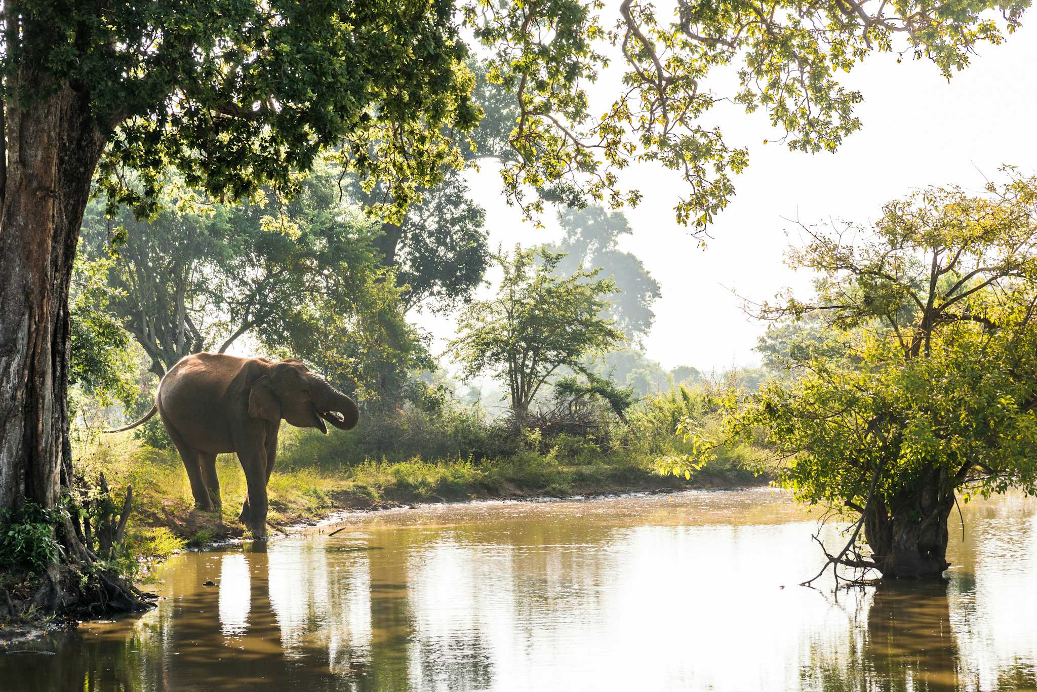 Projet de Liberté pour les Éléphants