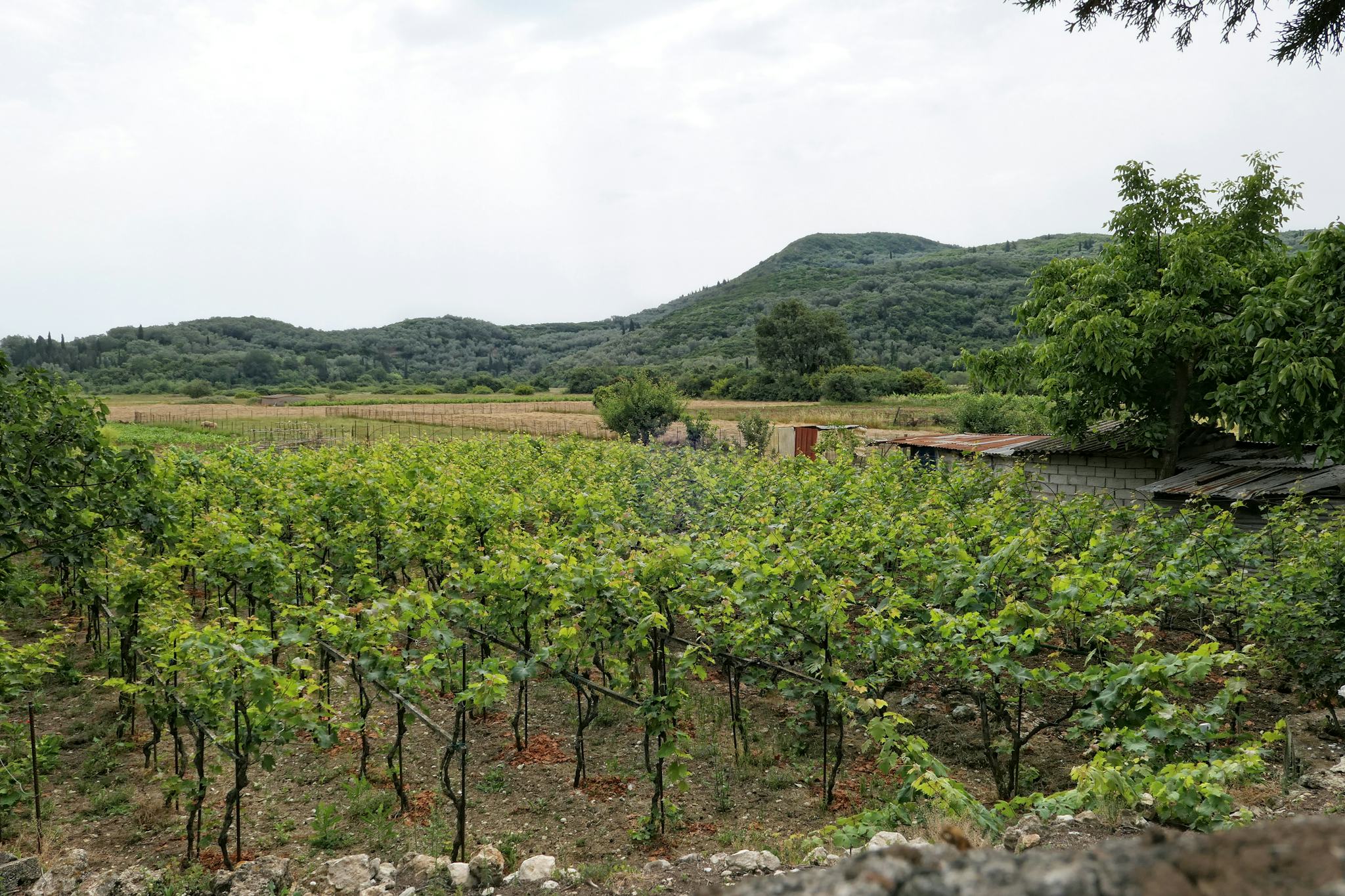 Theotoky Estate