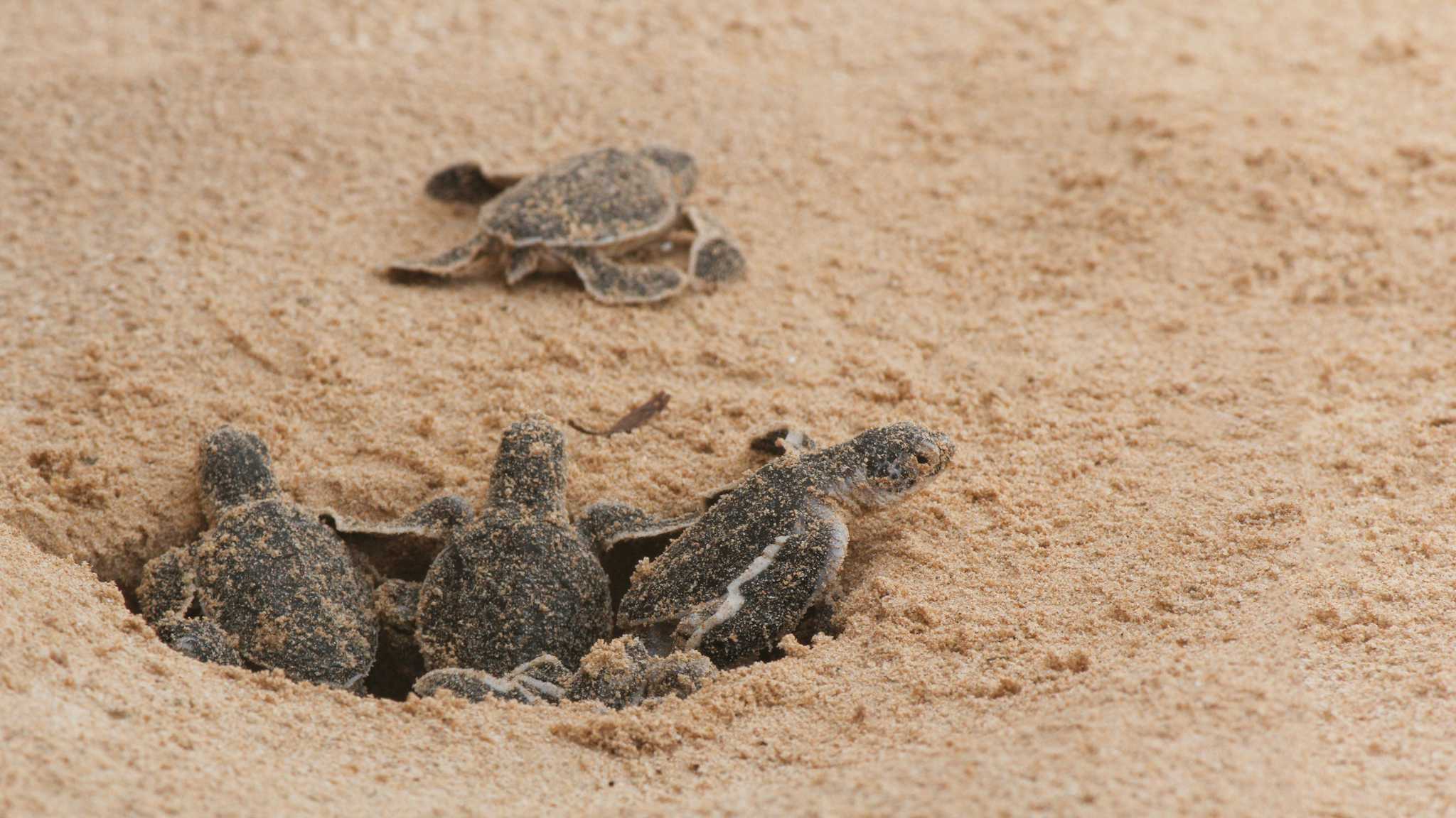 Plage des tortues - Hikkaduwa