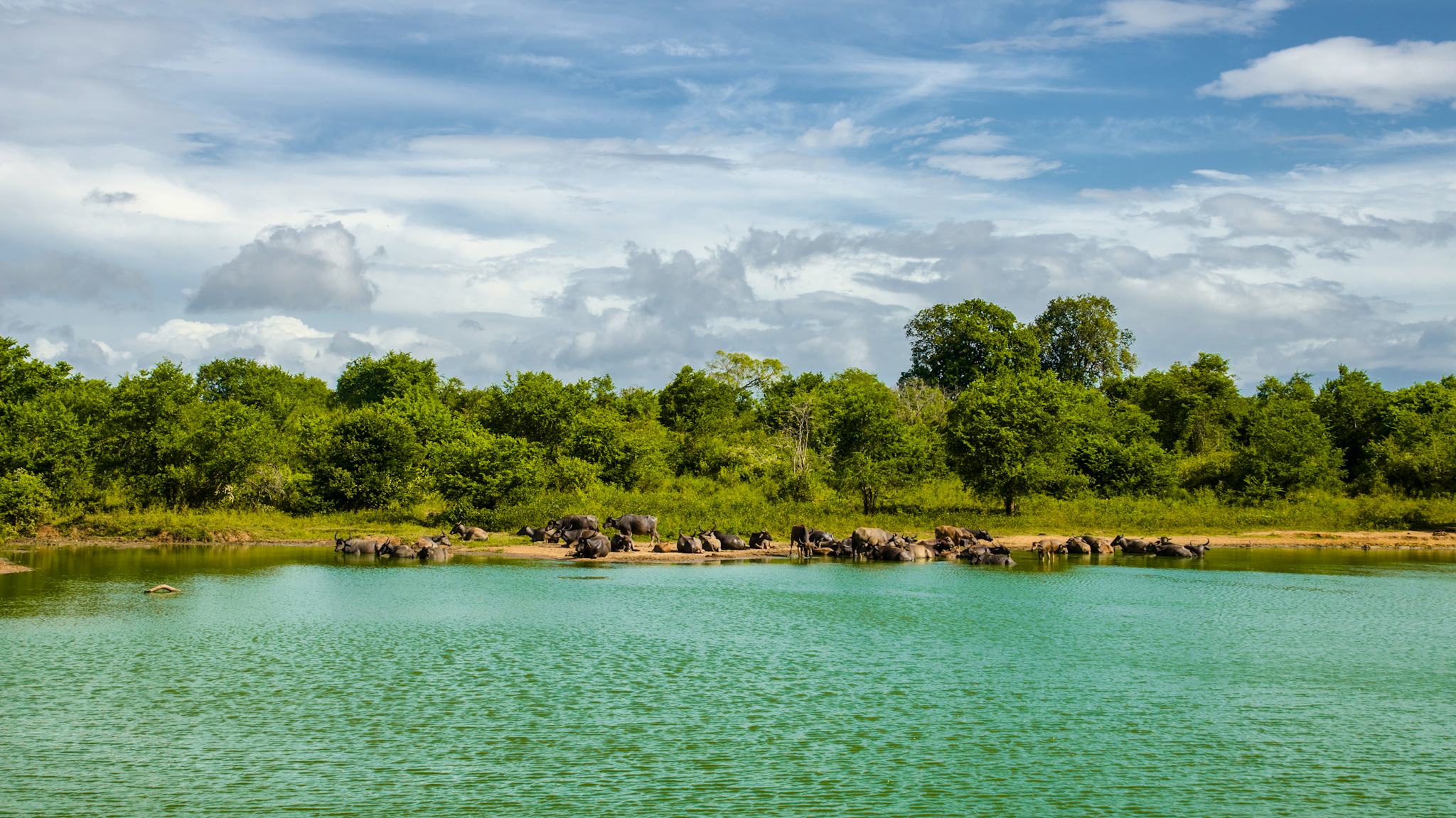 Udawalawe National Park
