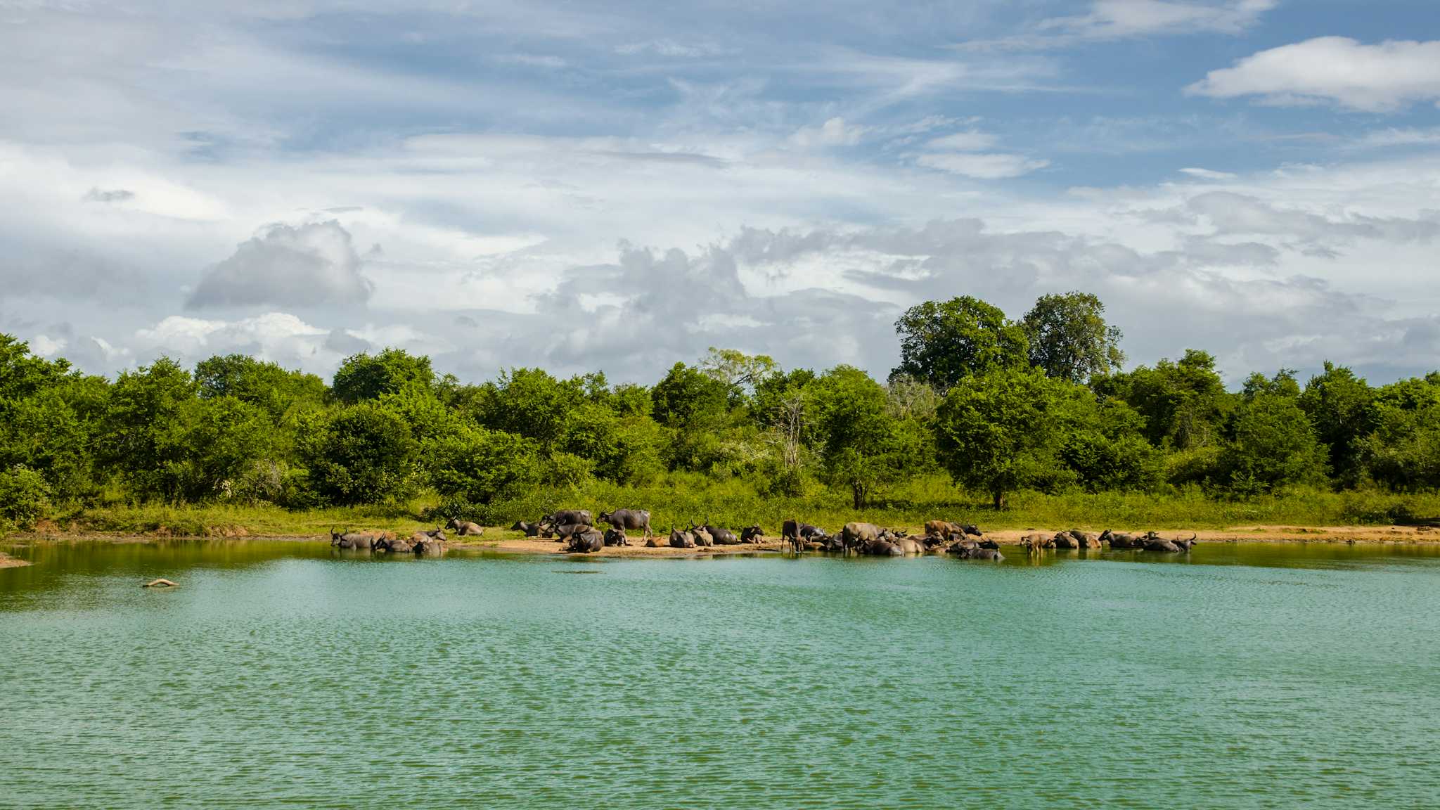 Parc national d'Udawalawe