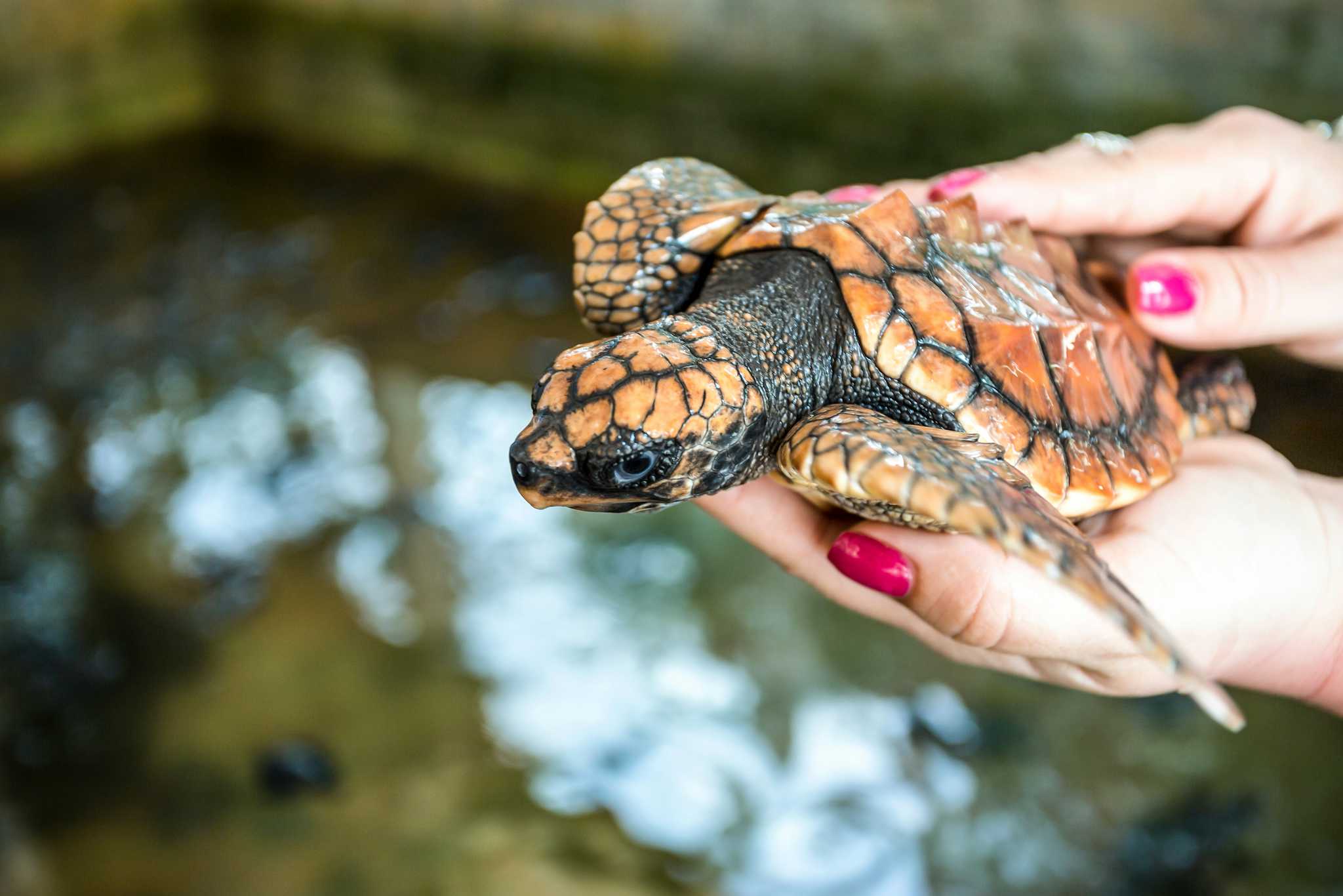 Écloserie de tortues de mer d'Urawatte