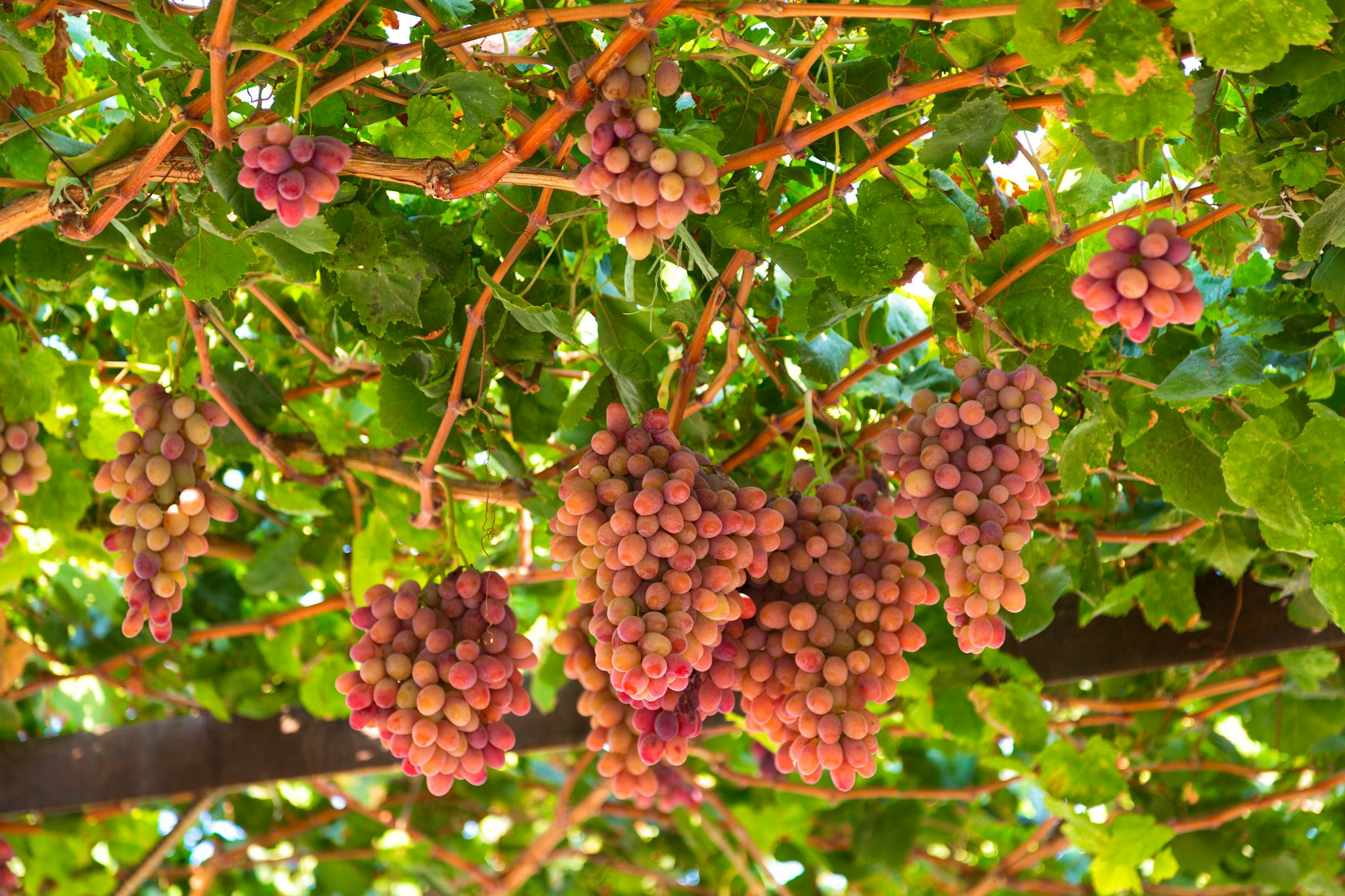 Uzumfermer Weingut