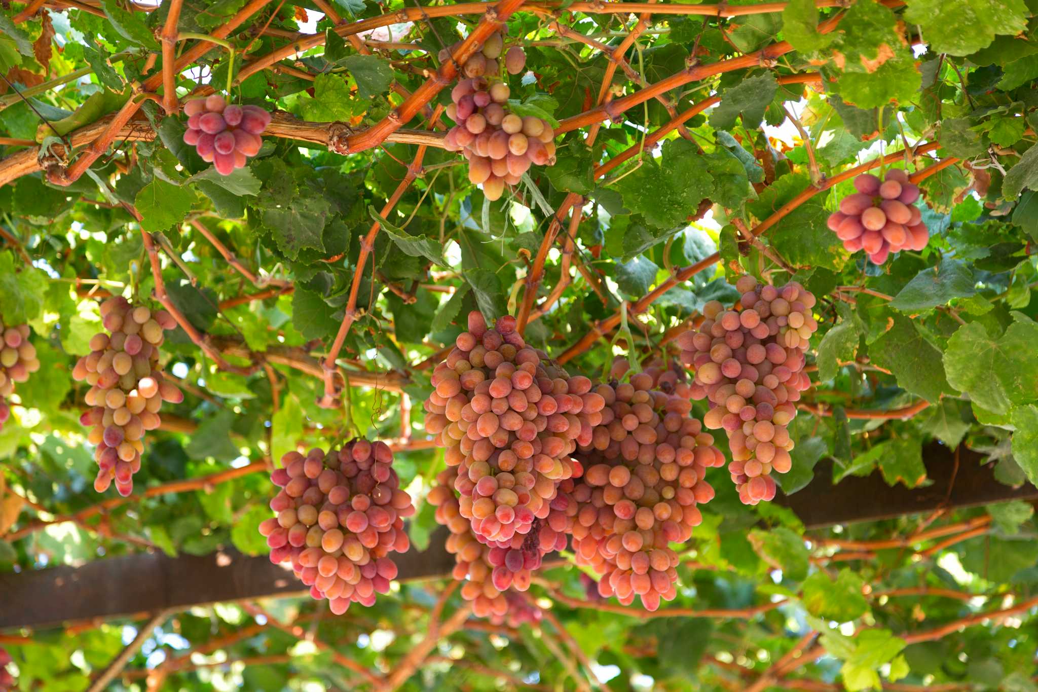 Bodega Uzumfermer