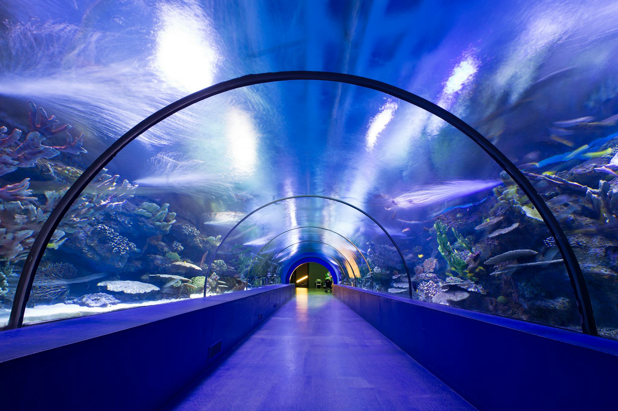 ViaSea Aquarium