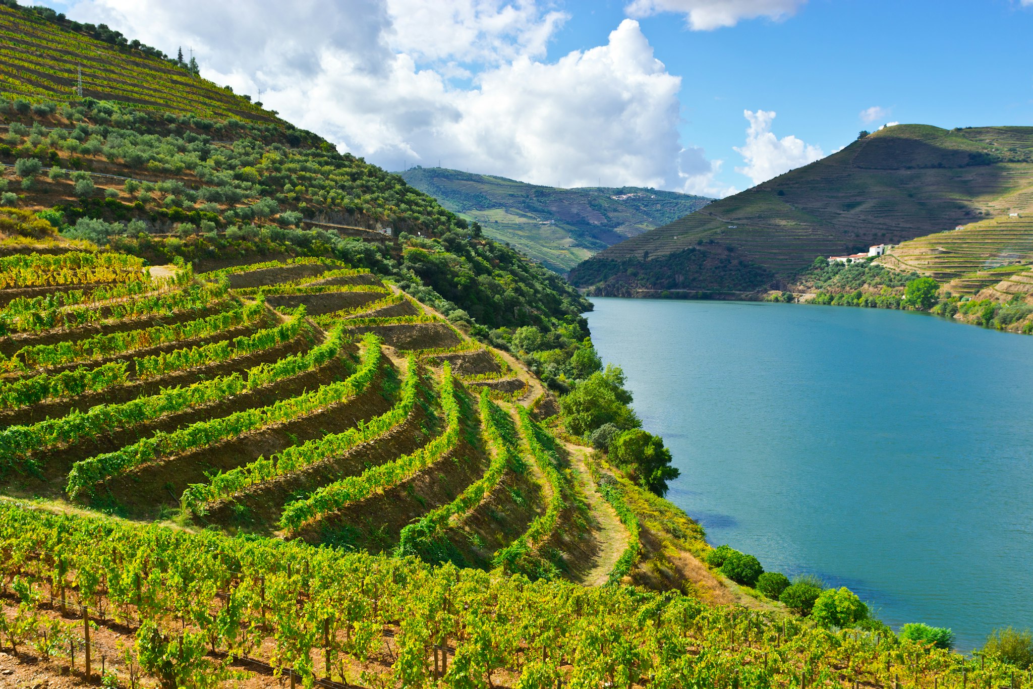 Terraced Vineyards of the Douro Valley
