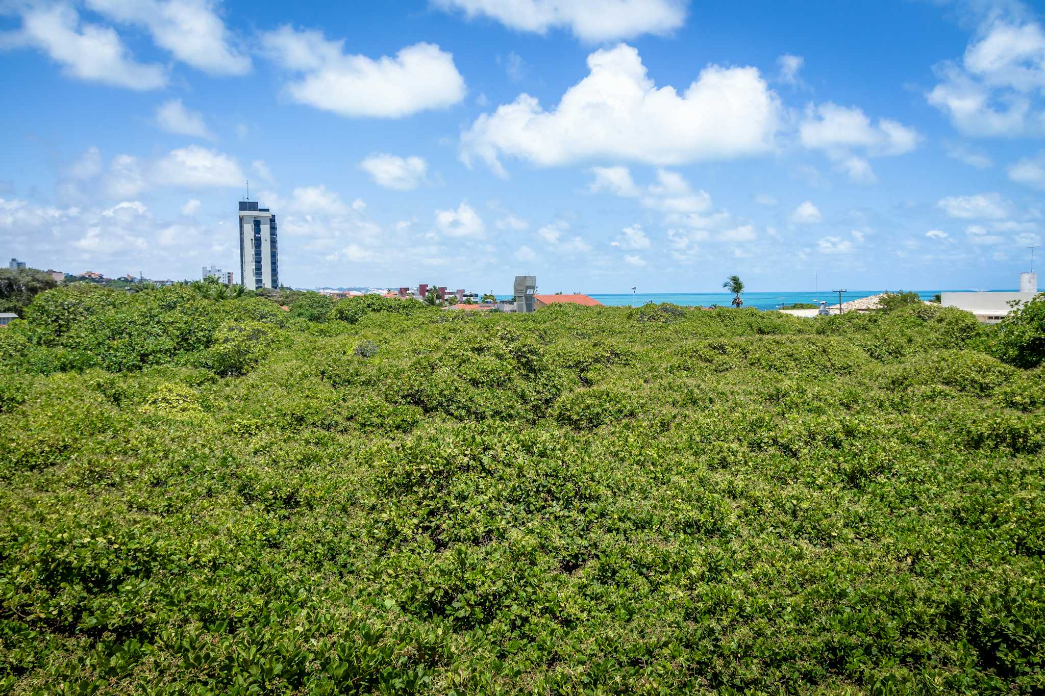 World's Largest Cashew Tree