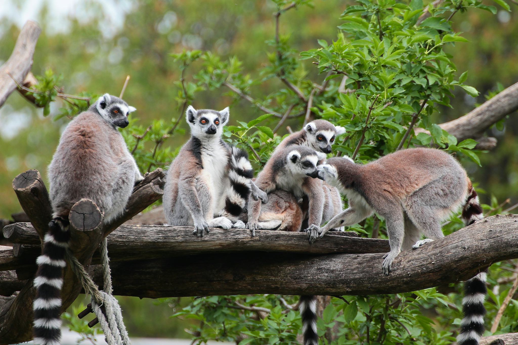 Yumemigasaki Zoological Park