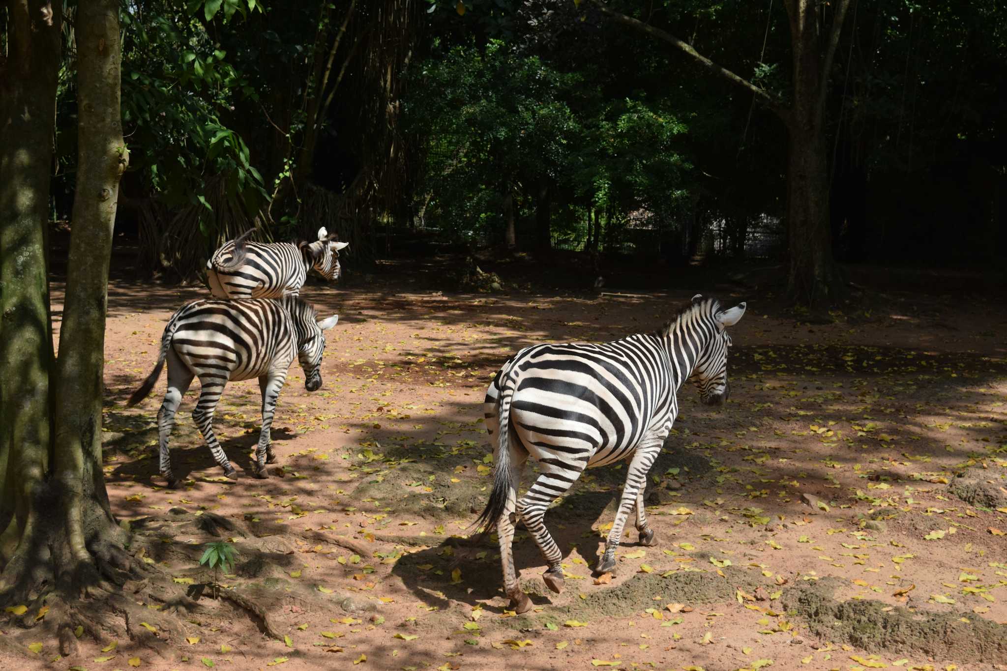 Jardin zoologique de Dehiwala