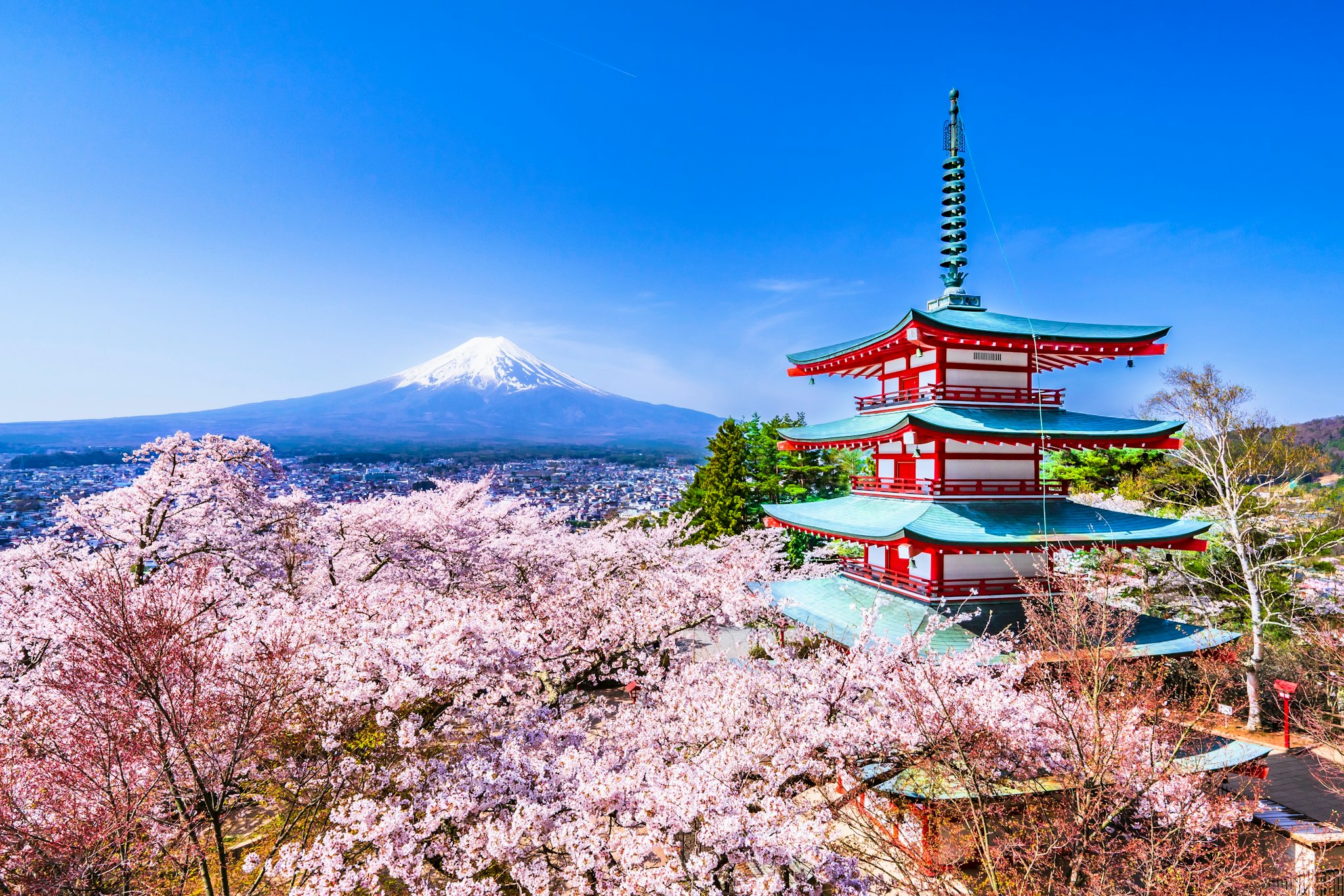 Tokyo to cherry blossoms near Mount Fuji: Private day trip