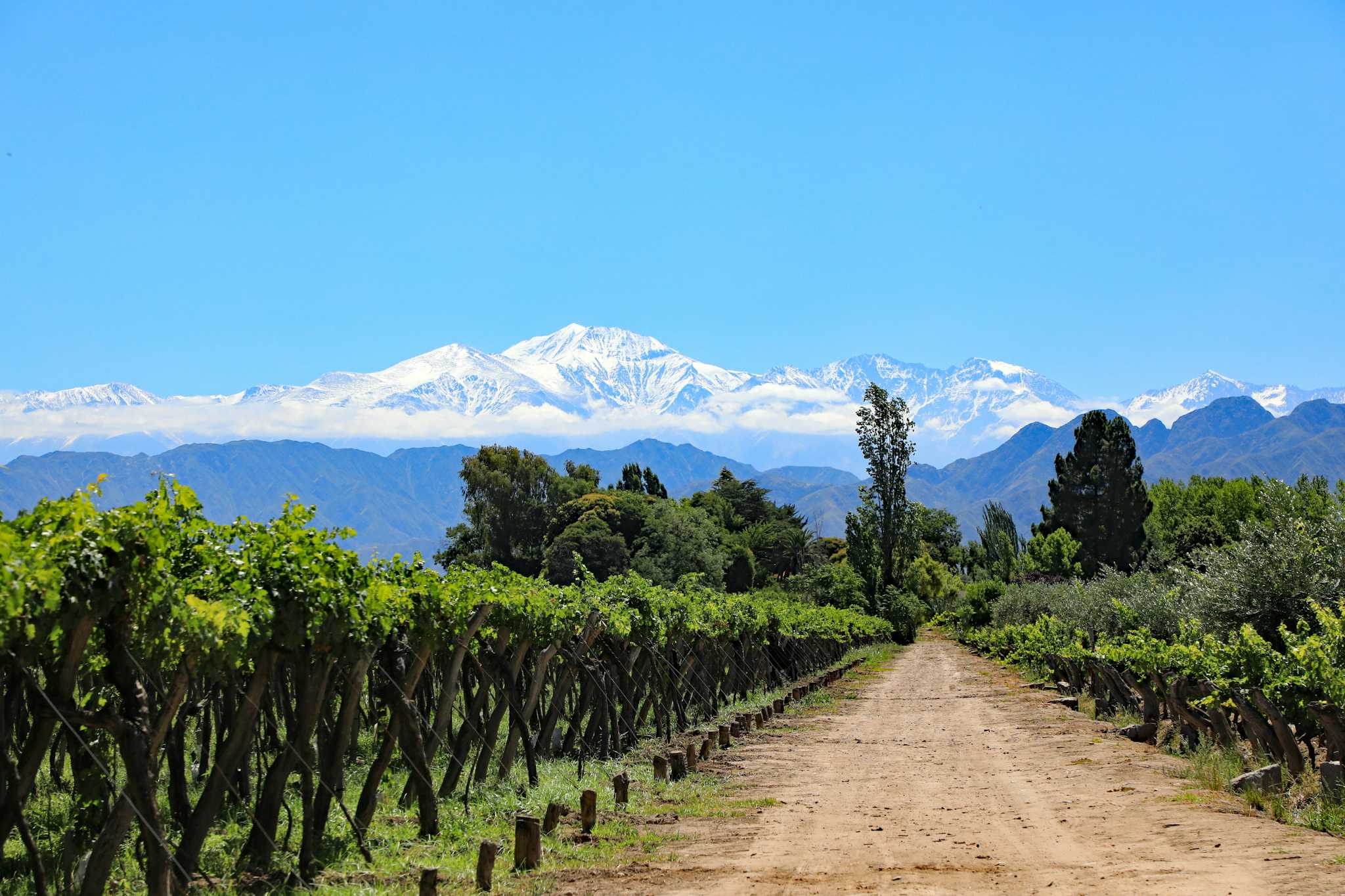 Viñedo de Vino Arba