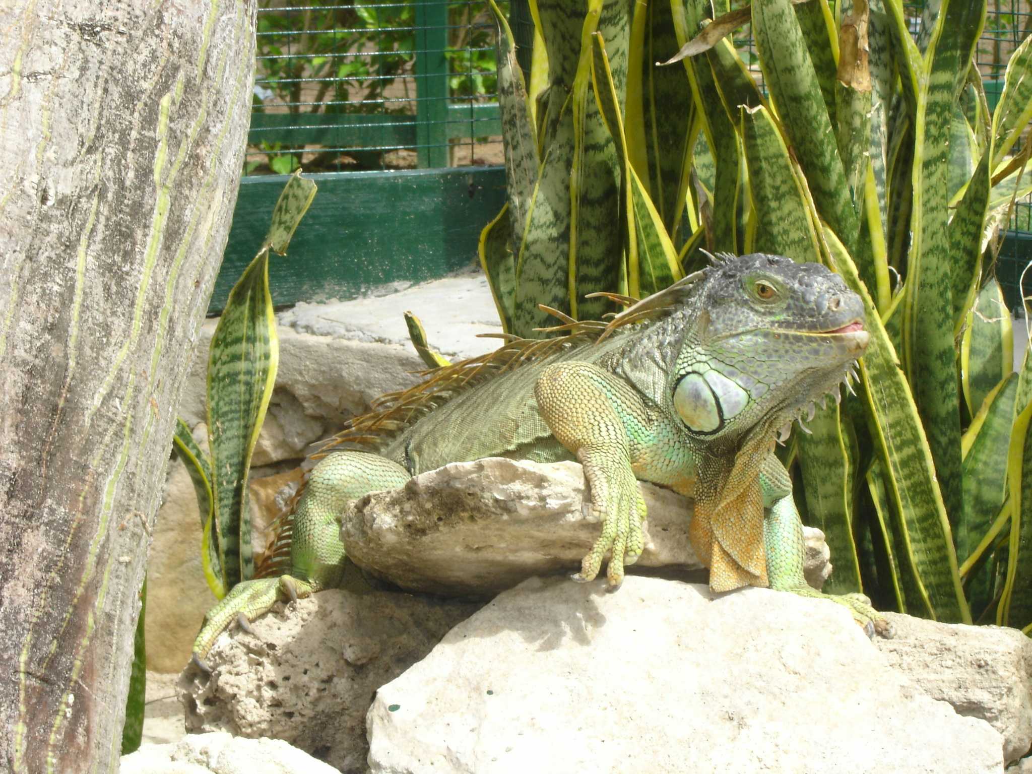 Jardins d'Ardastra & Centre de Conservation de la Faune