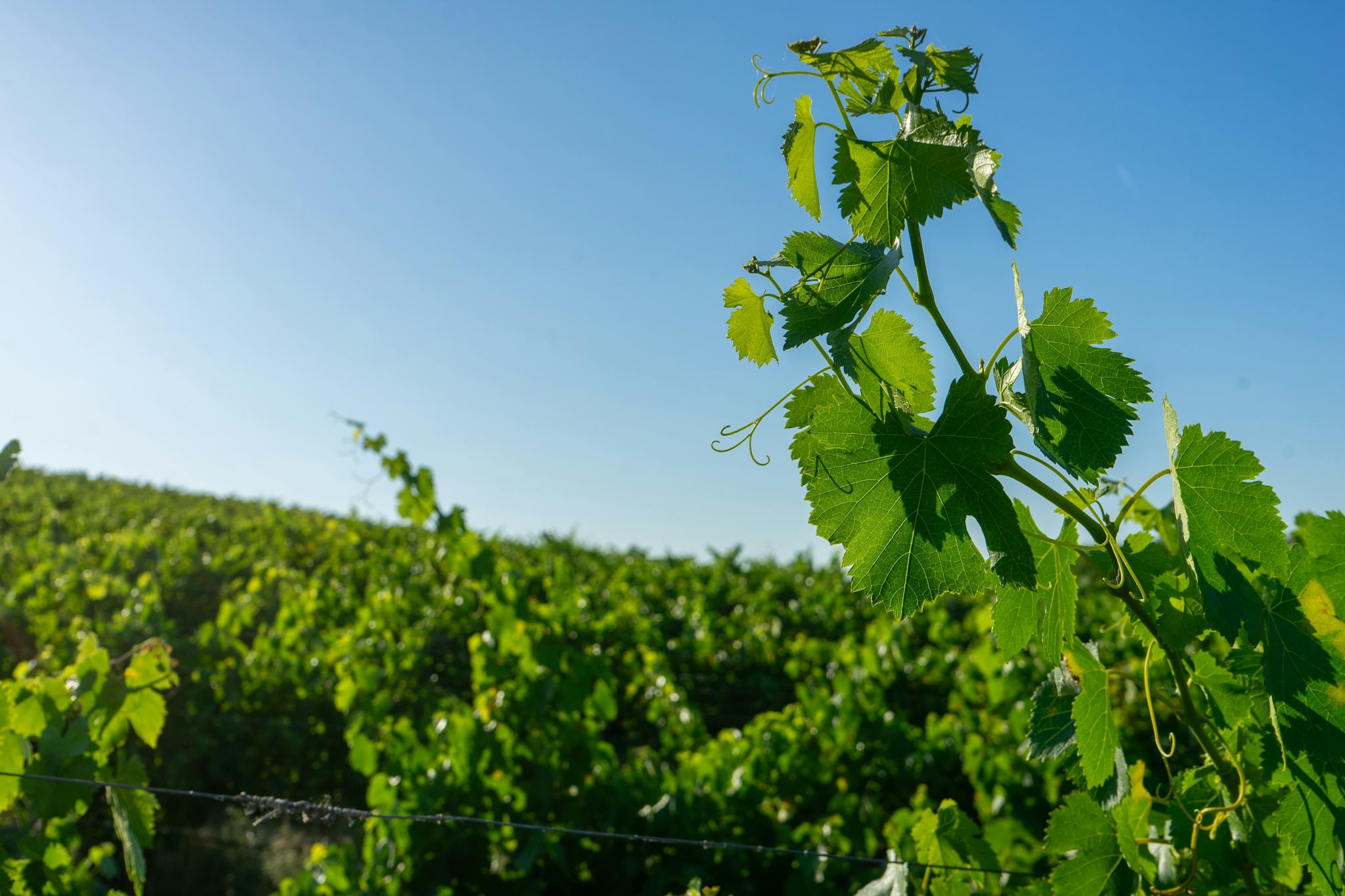 Bacalhoa Winery