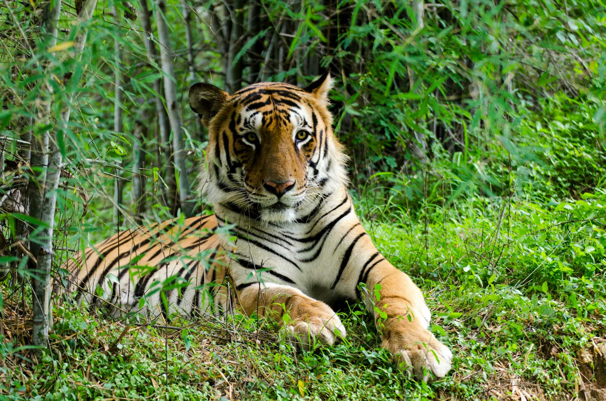 Bannerghatta Zoo