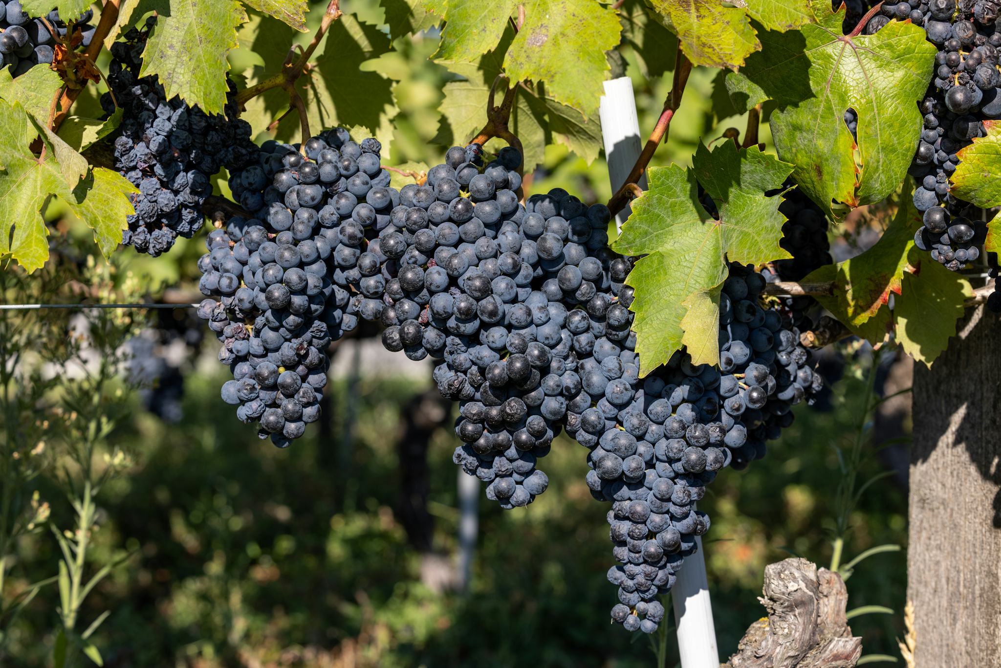 Barolo