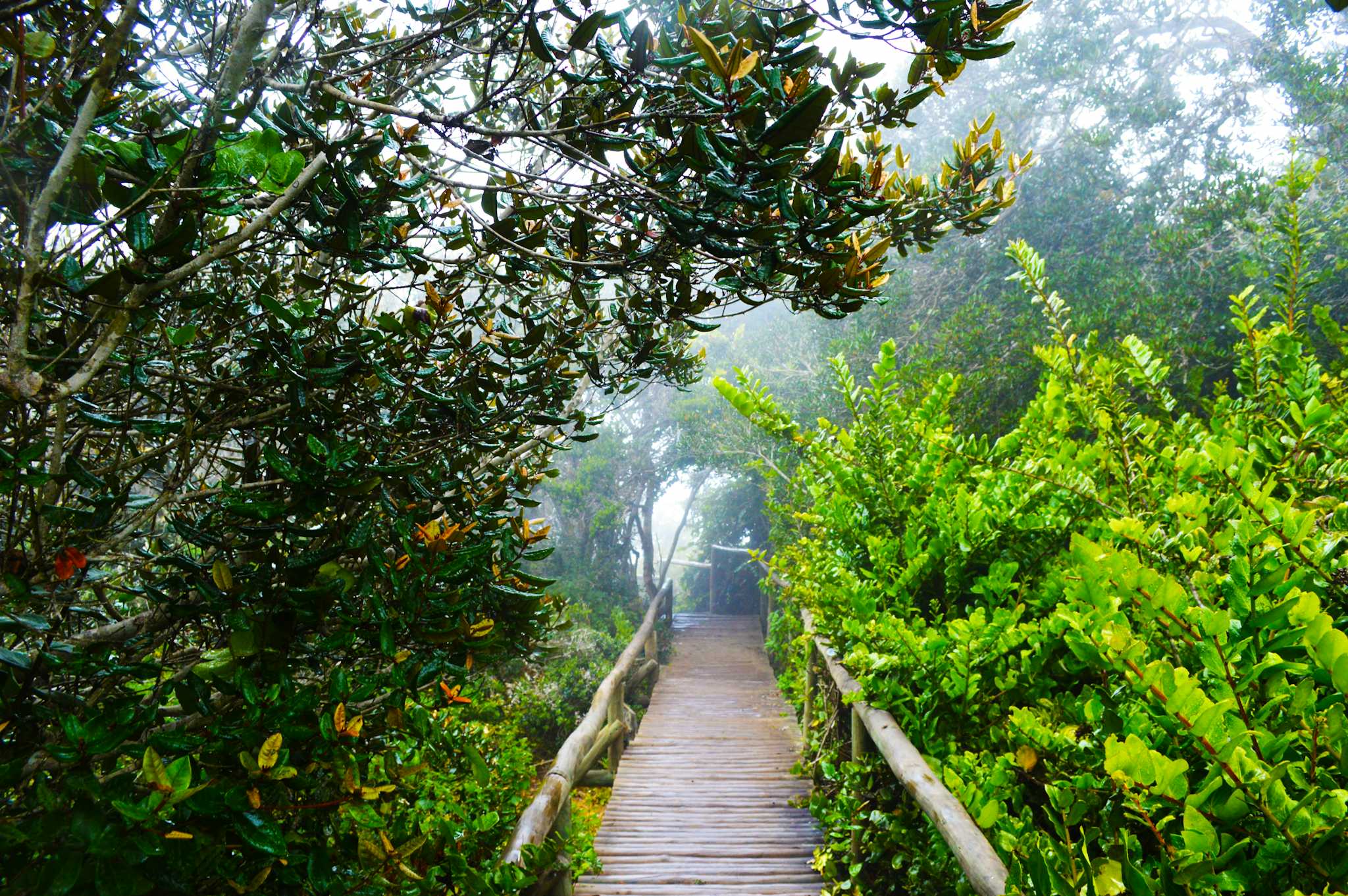 Bosque de Fray Jorge National Park