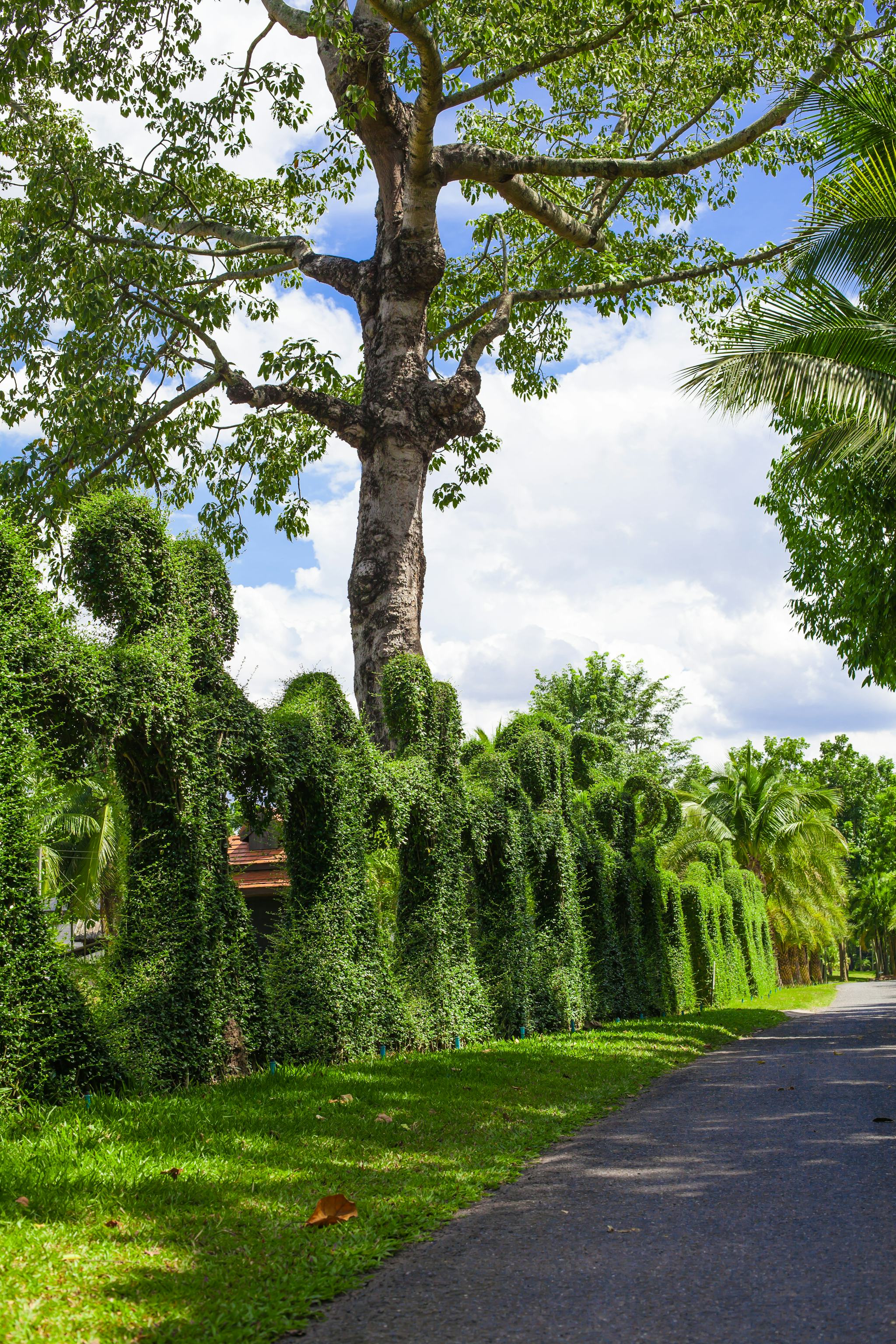 Botanical Tweechol