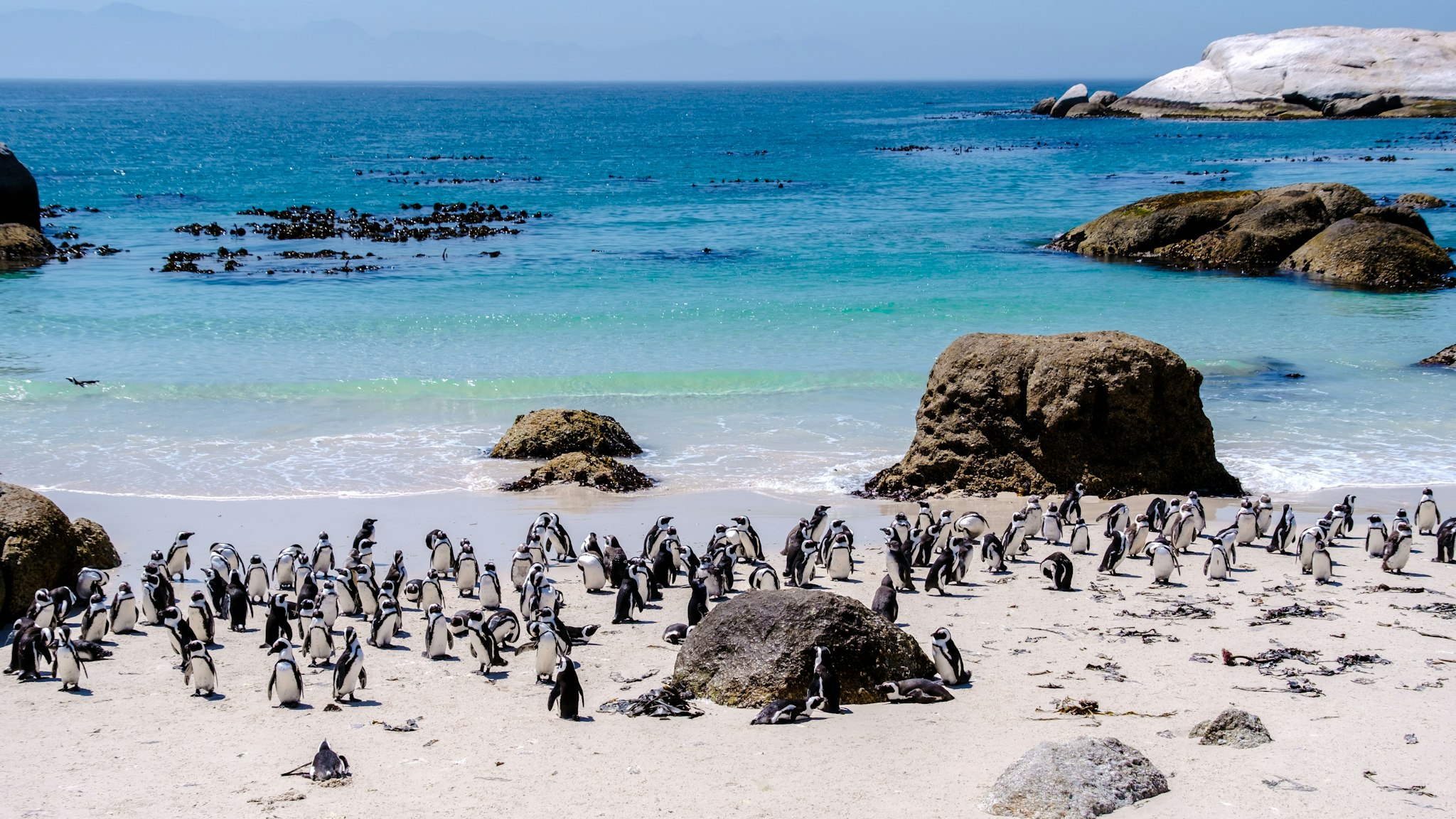 Boulders Beach