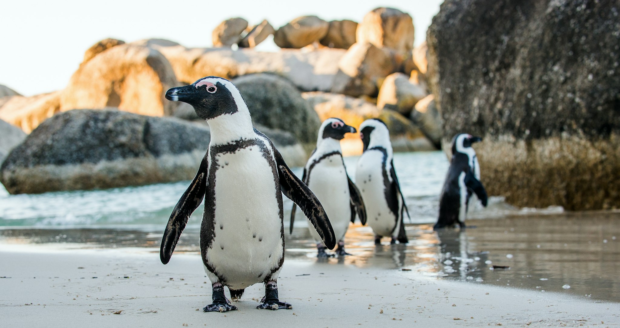 Boulders Beach
