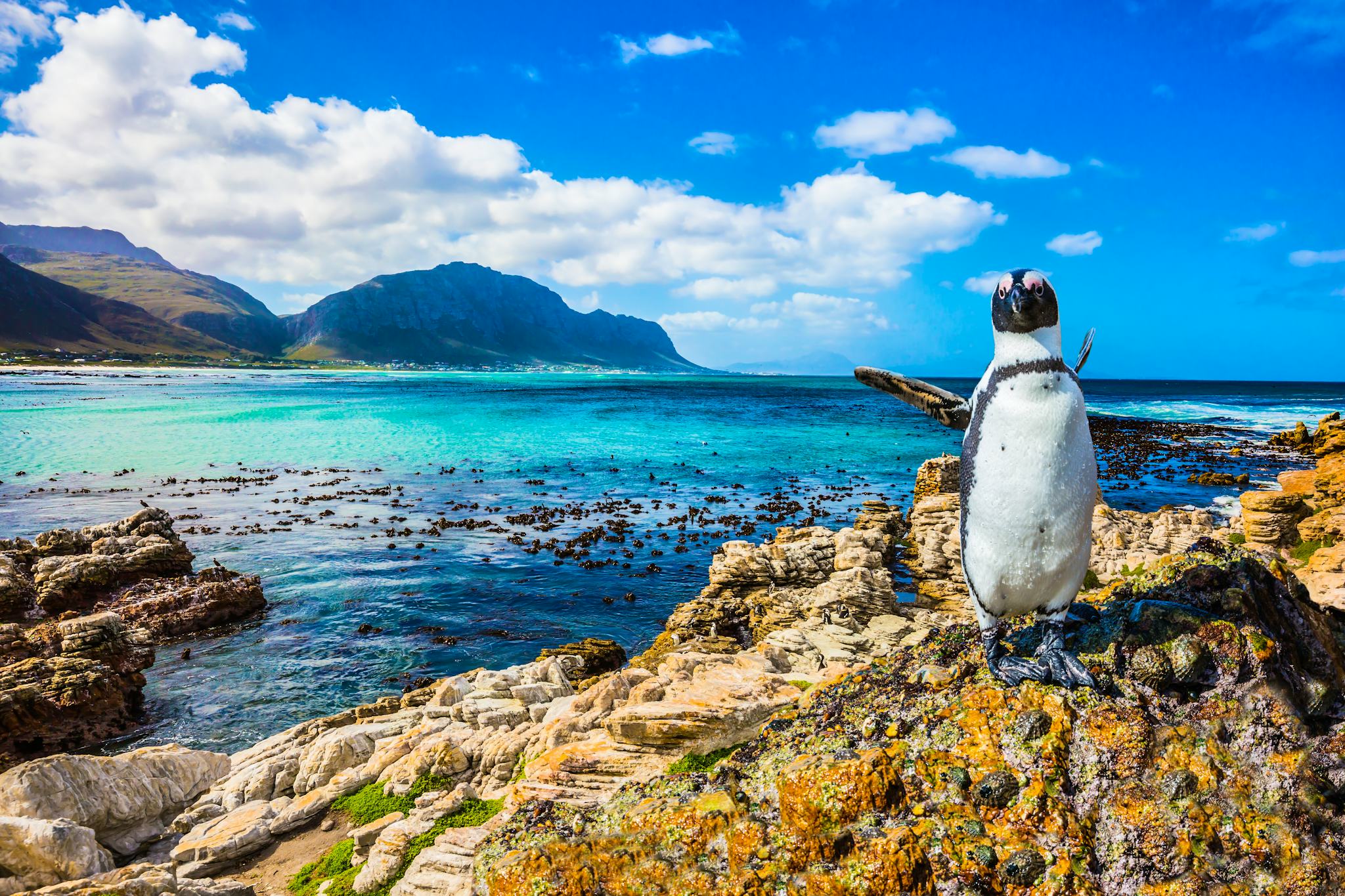 Cape Town to Boulders Beach and Simon’s Town: Day trip