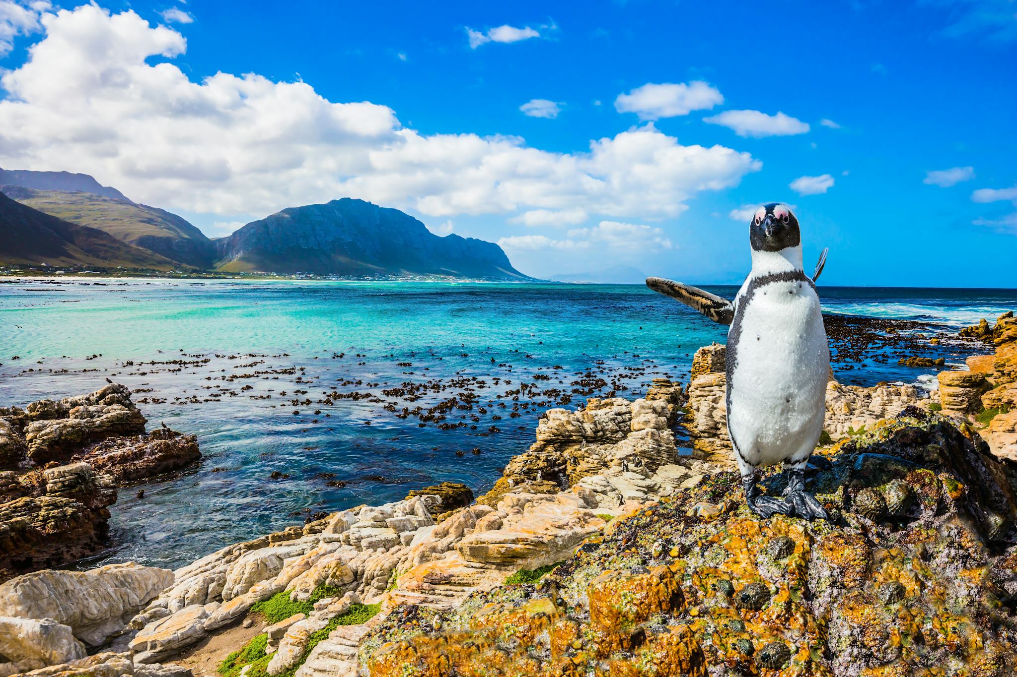 Cape Town to Boulders Beach and Simon’s Town: Day trip hero image