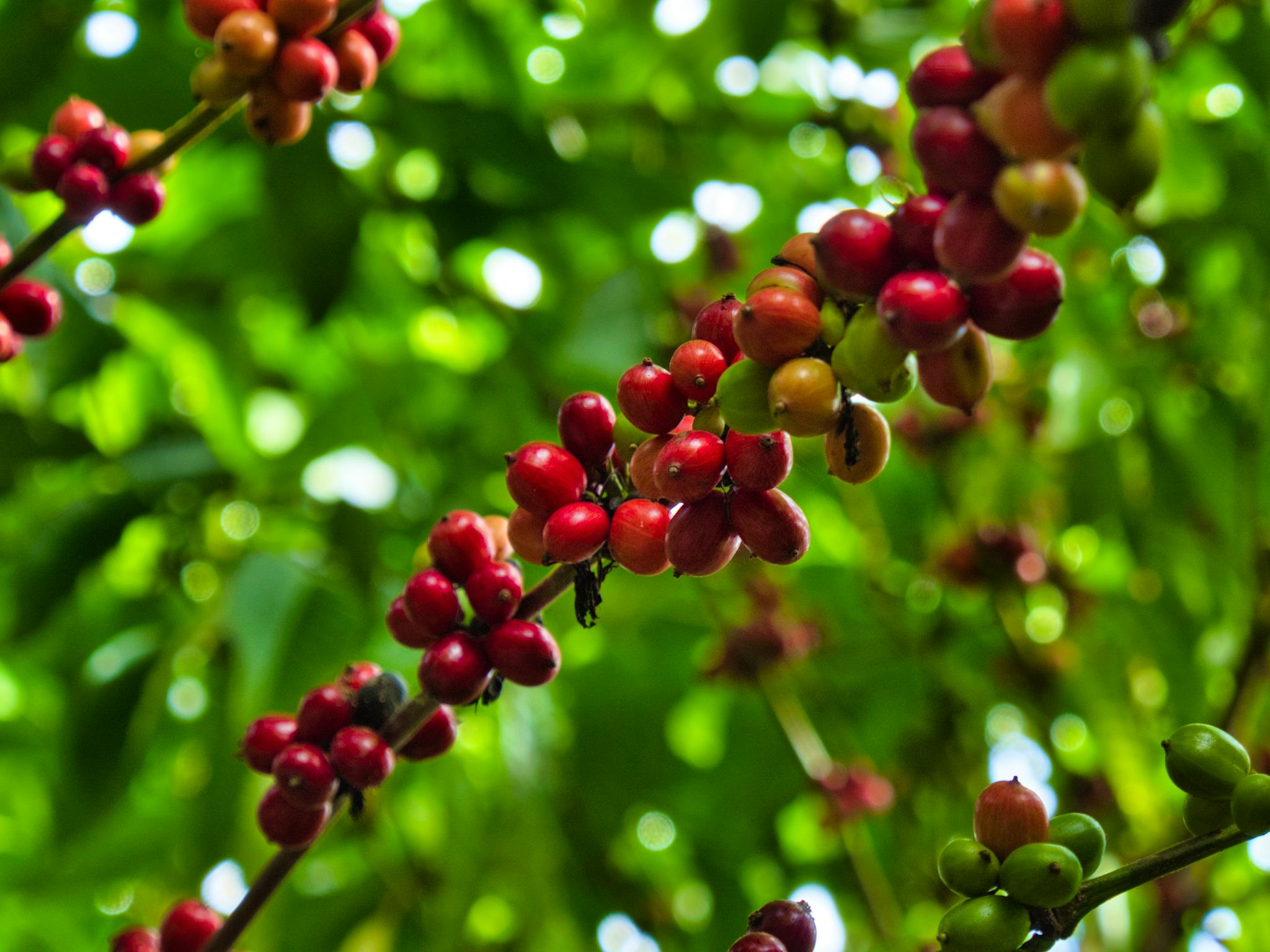 San Jose to Los Chorros Waterfall and Britt Coffee: day trip