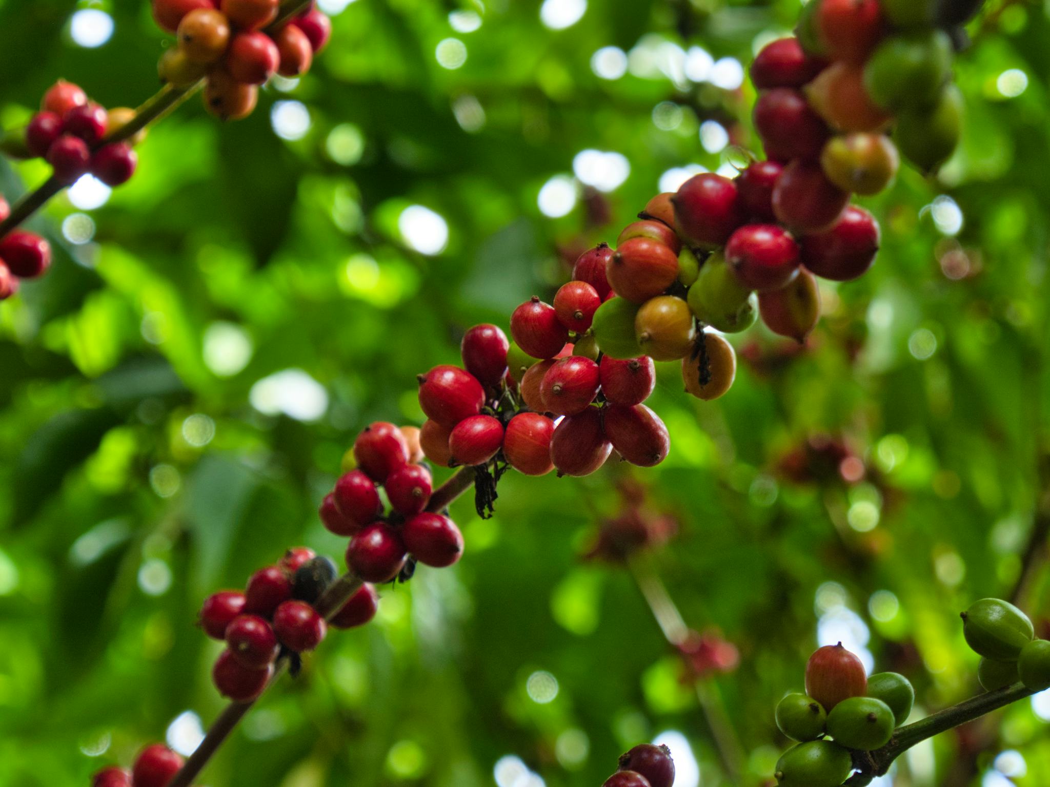 Britt Coffee Tour