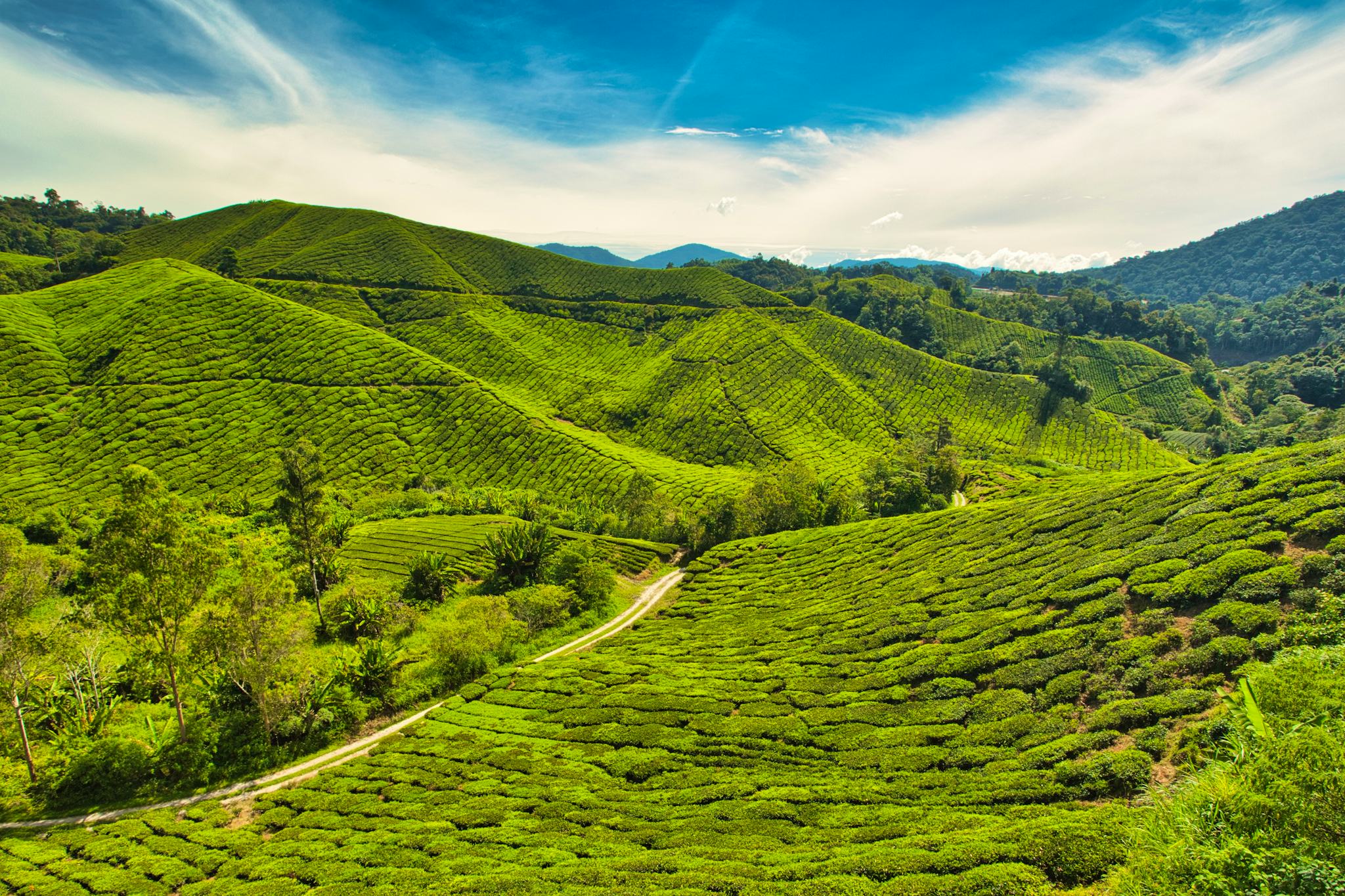 Cameron Valley Tea