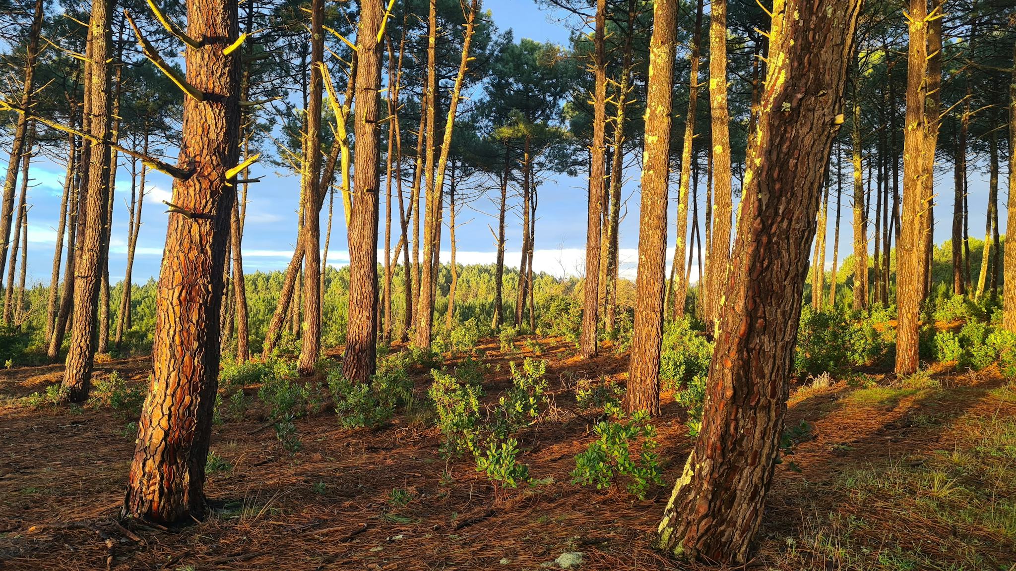Cap Ferret
