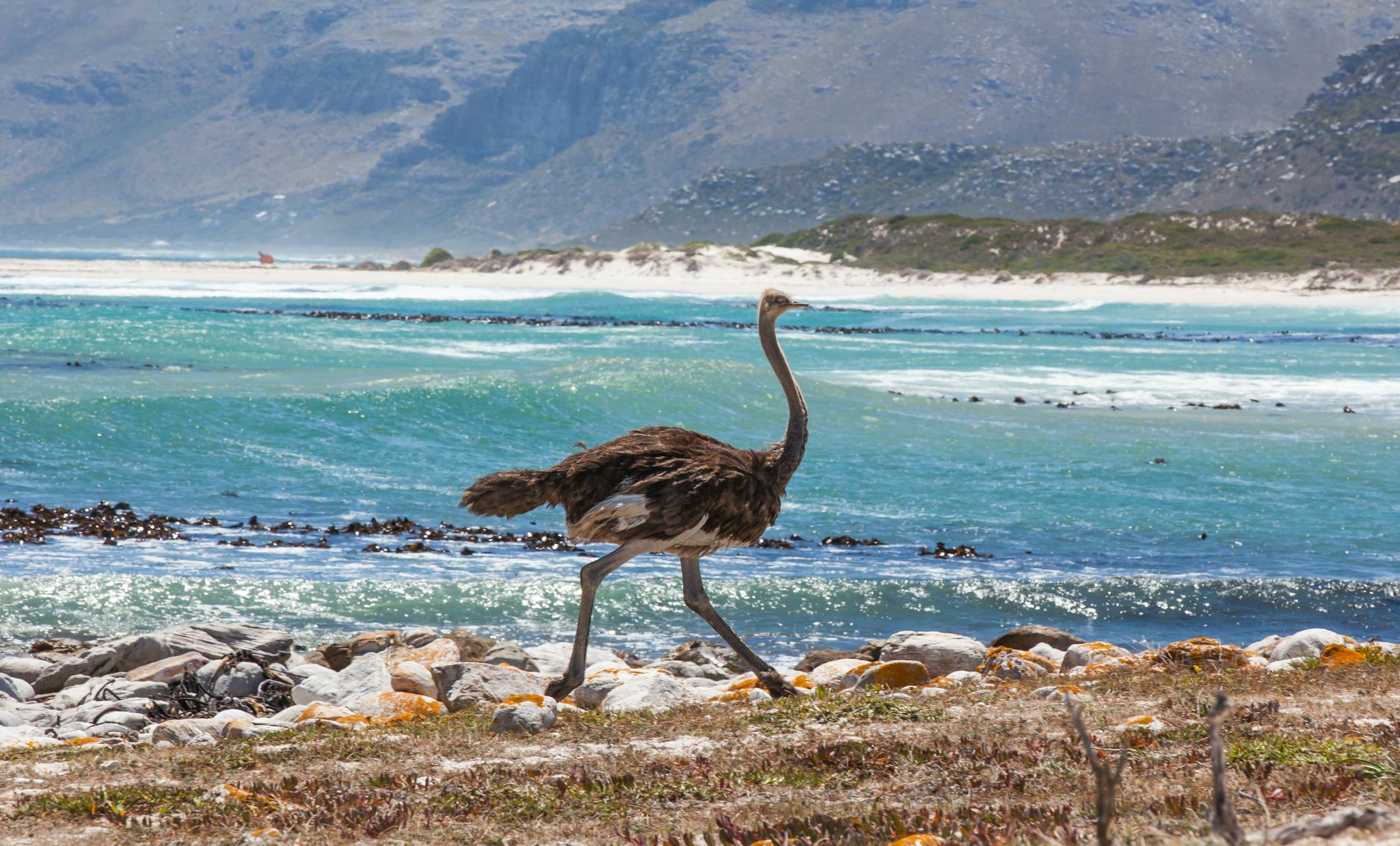 Cape Point