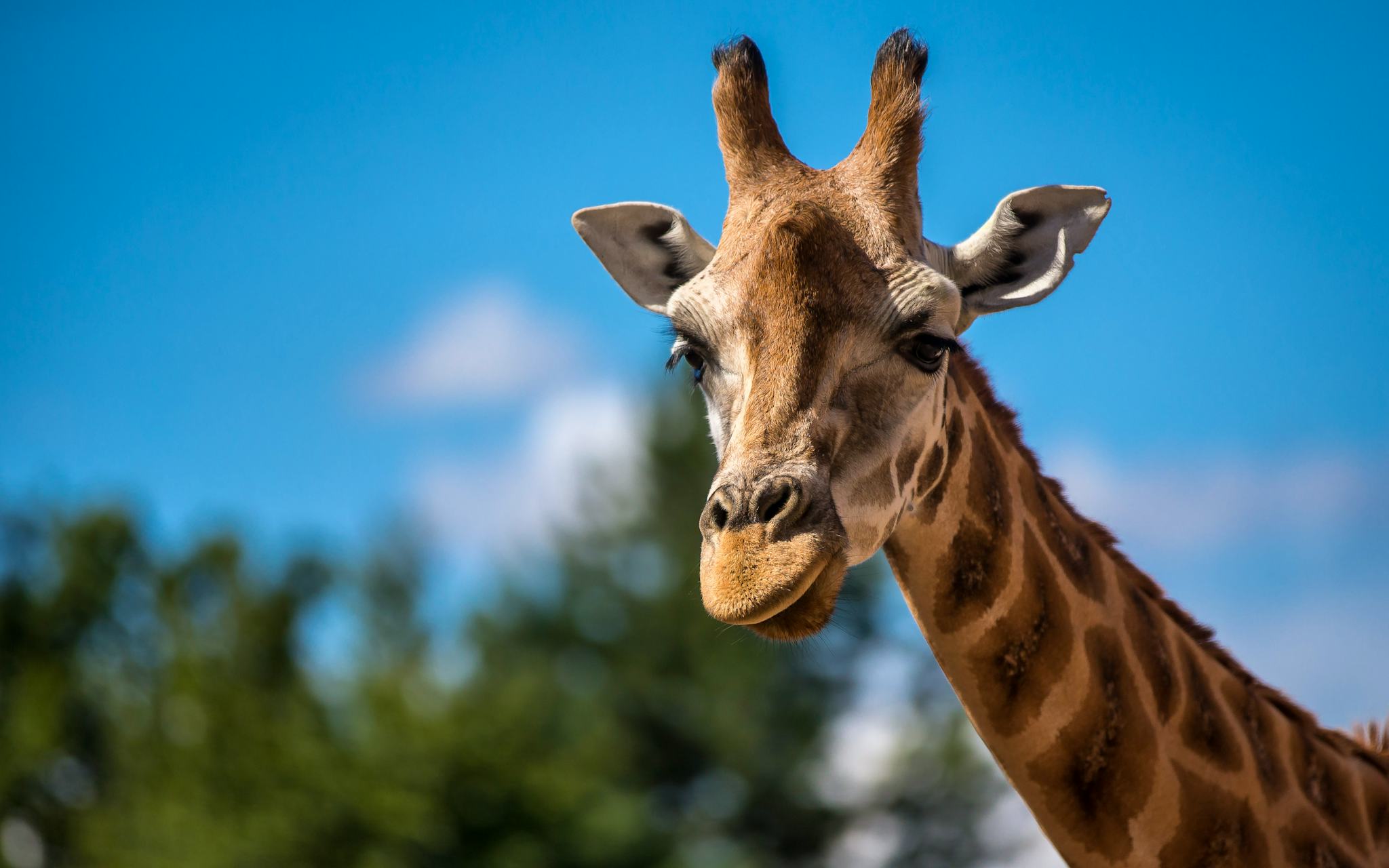 Liverpool to Chester Zoo: Private day trip