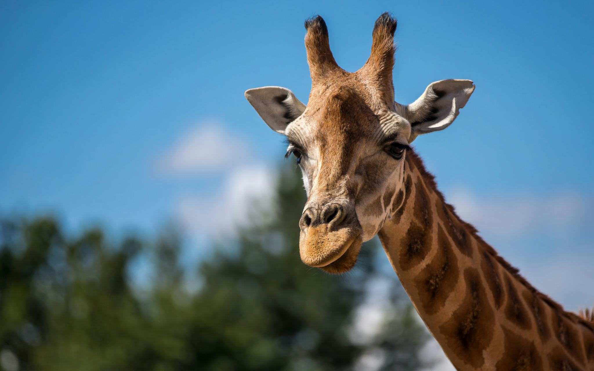 Chester Zoo