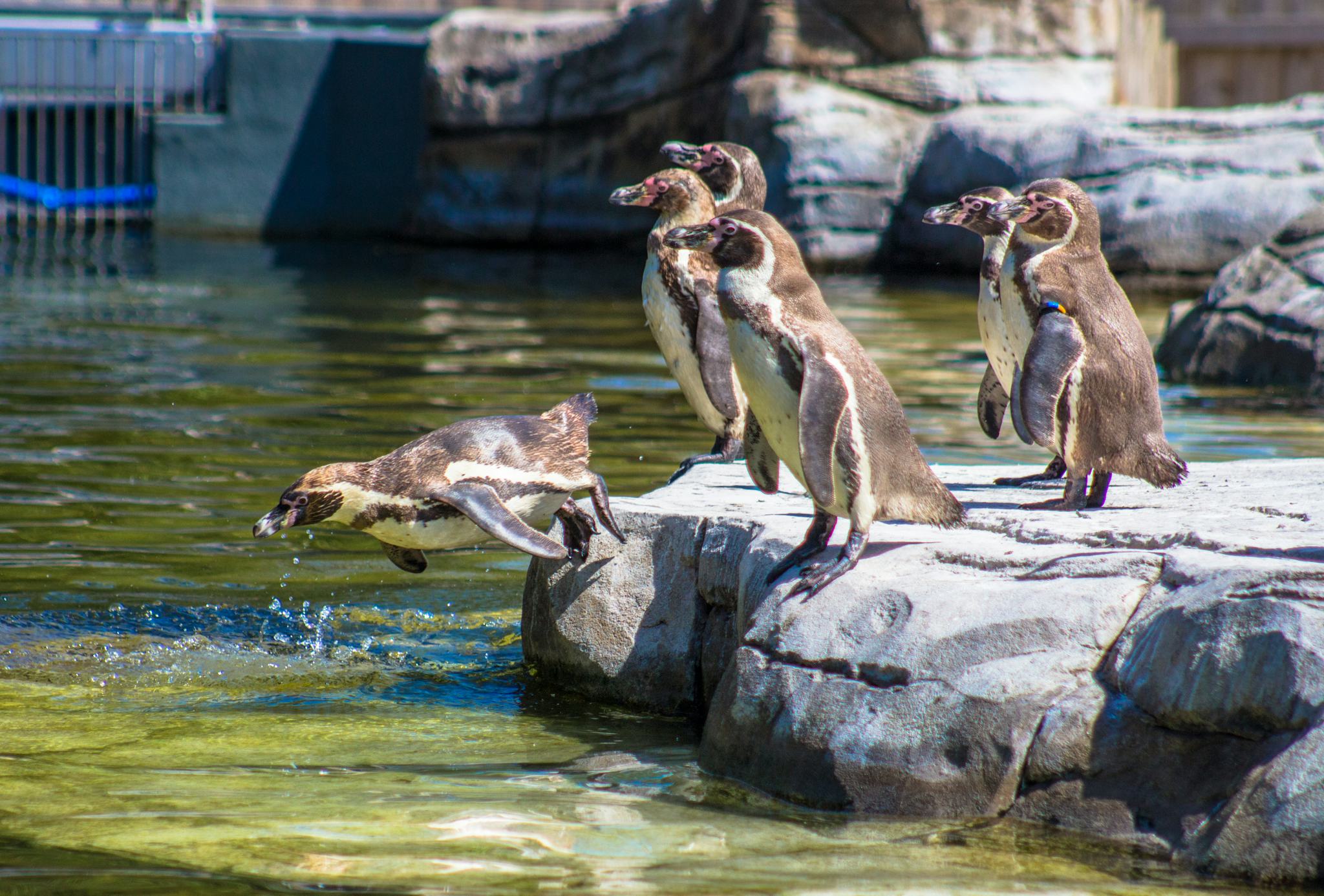 Chester Zoo