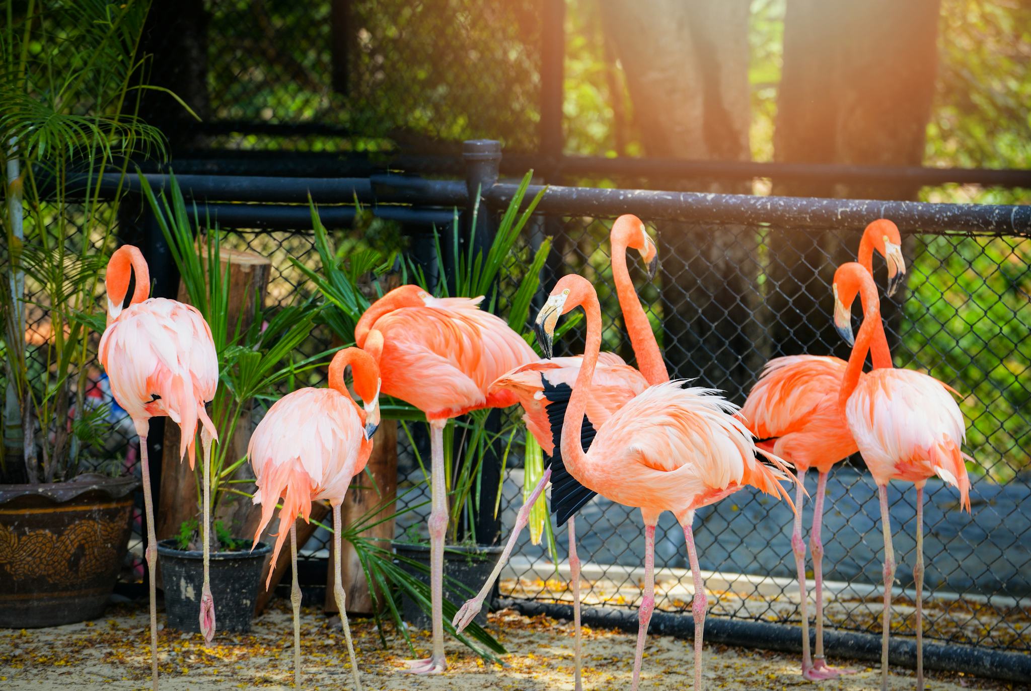 Chester Zoo