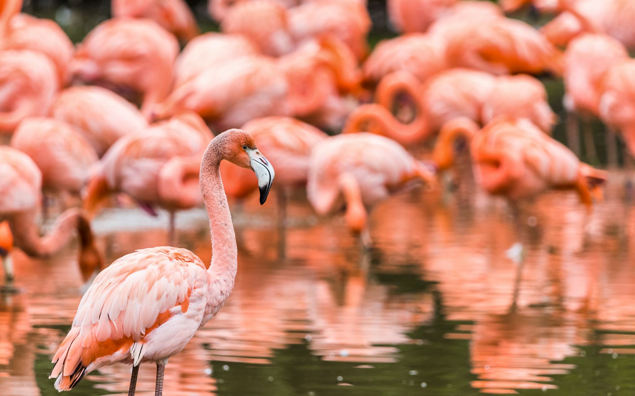 Chester Zoo