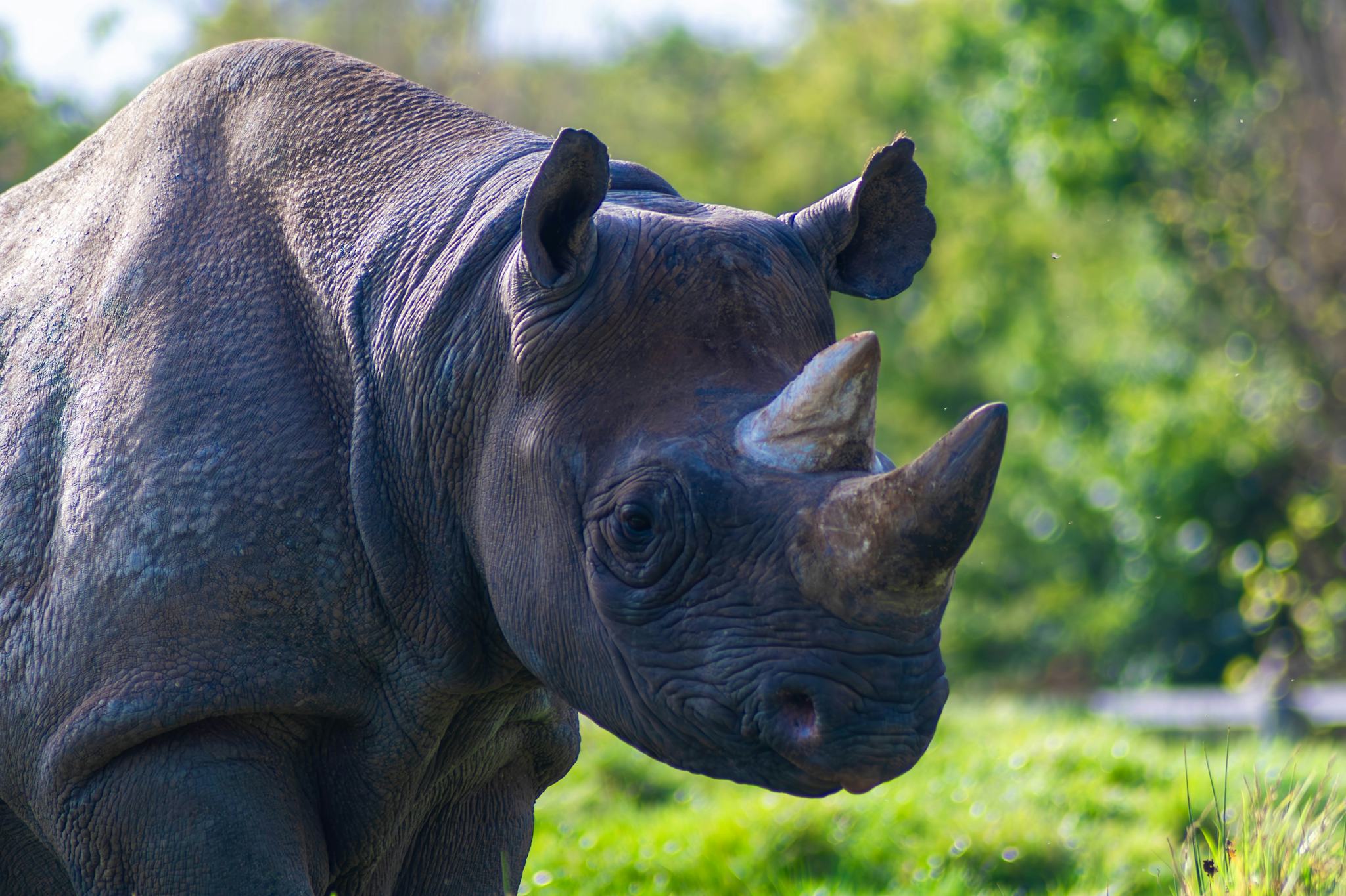 Chester Zoo
