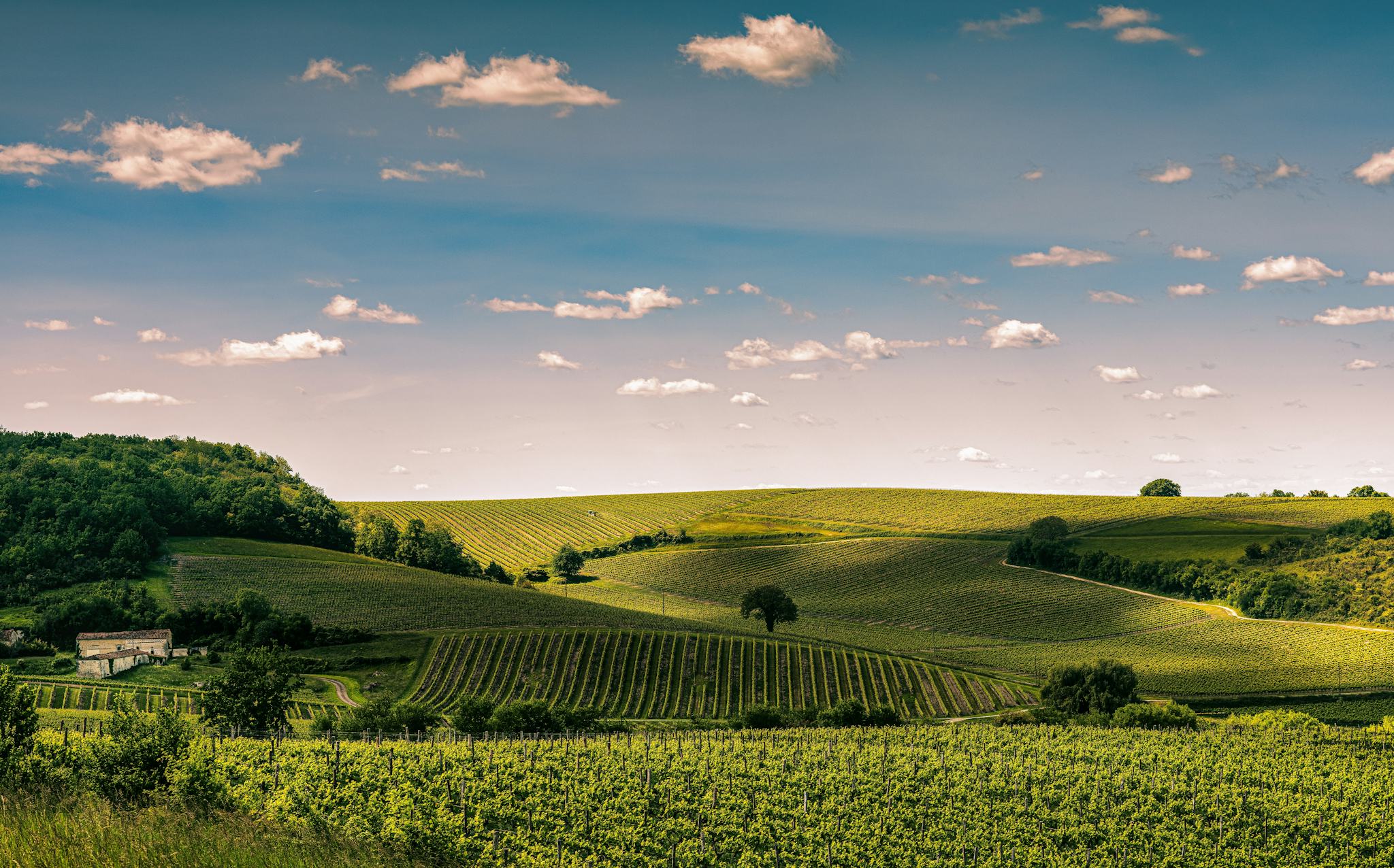 Cognac