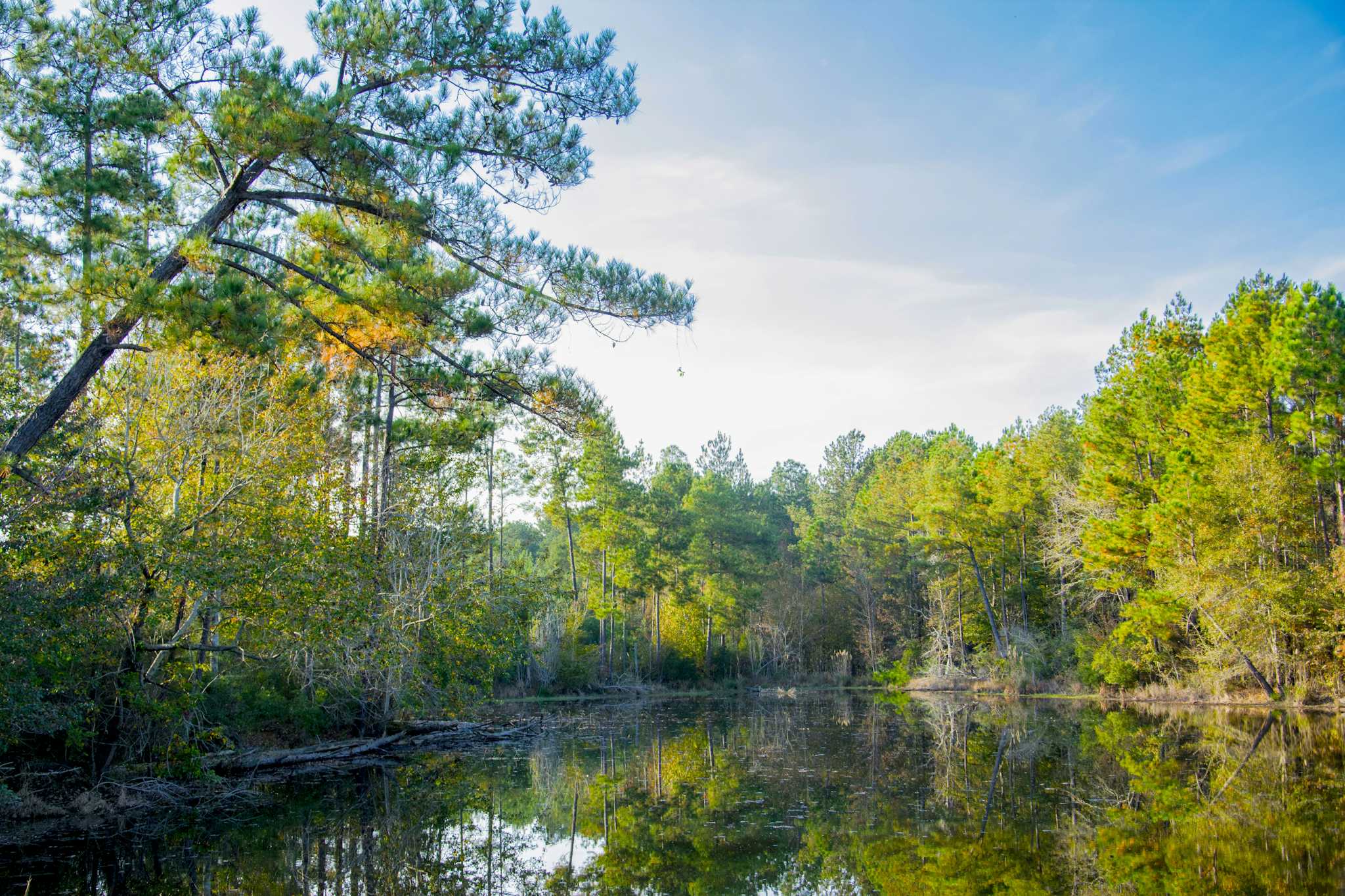 Bosque Nacional De Soto