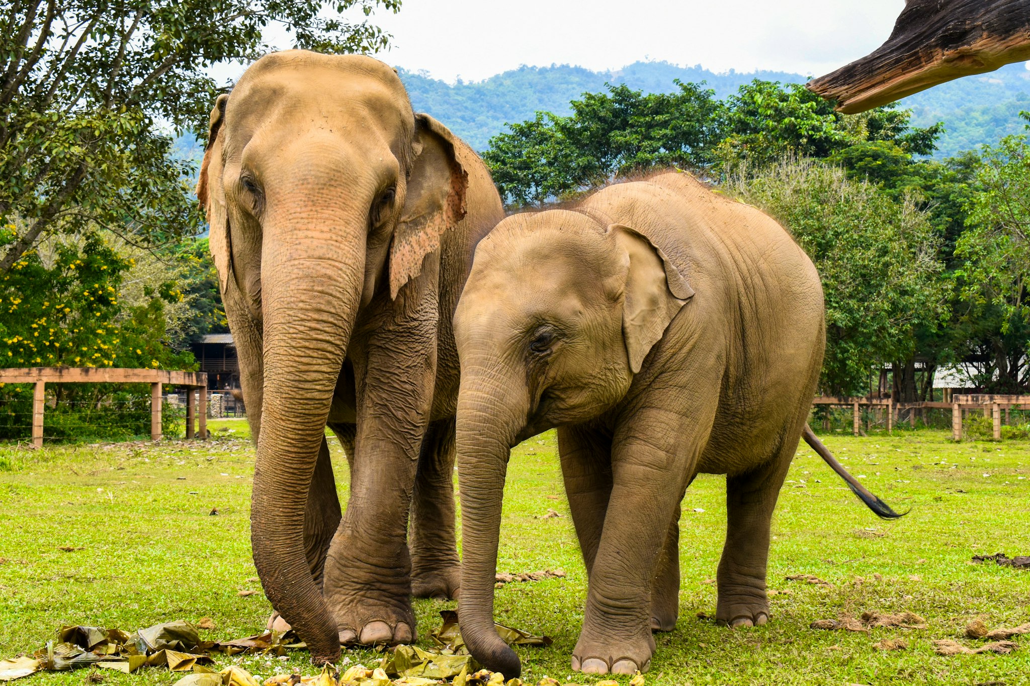 Phuket to Elephant Sanctuary and Sirinat Park: Day trip