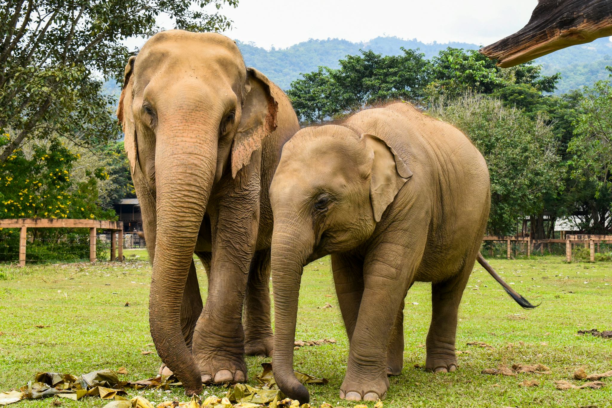 Elephant Jungle Sanctuary
