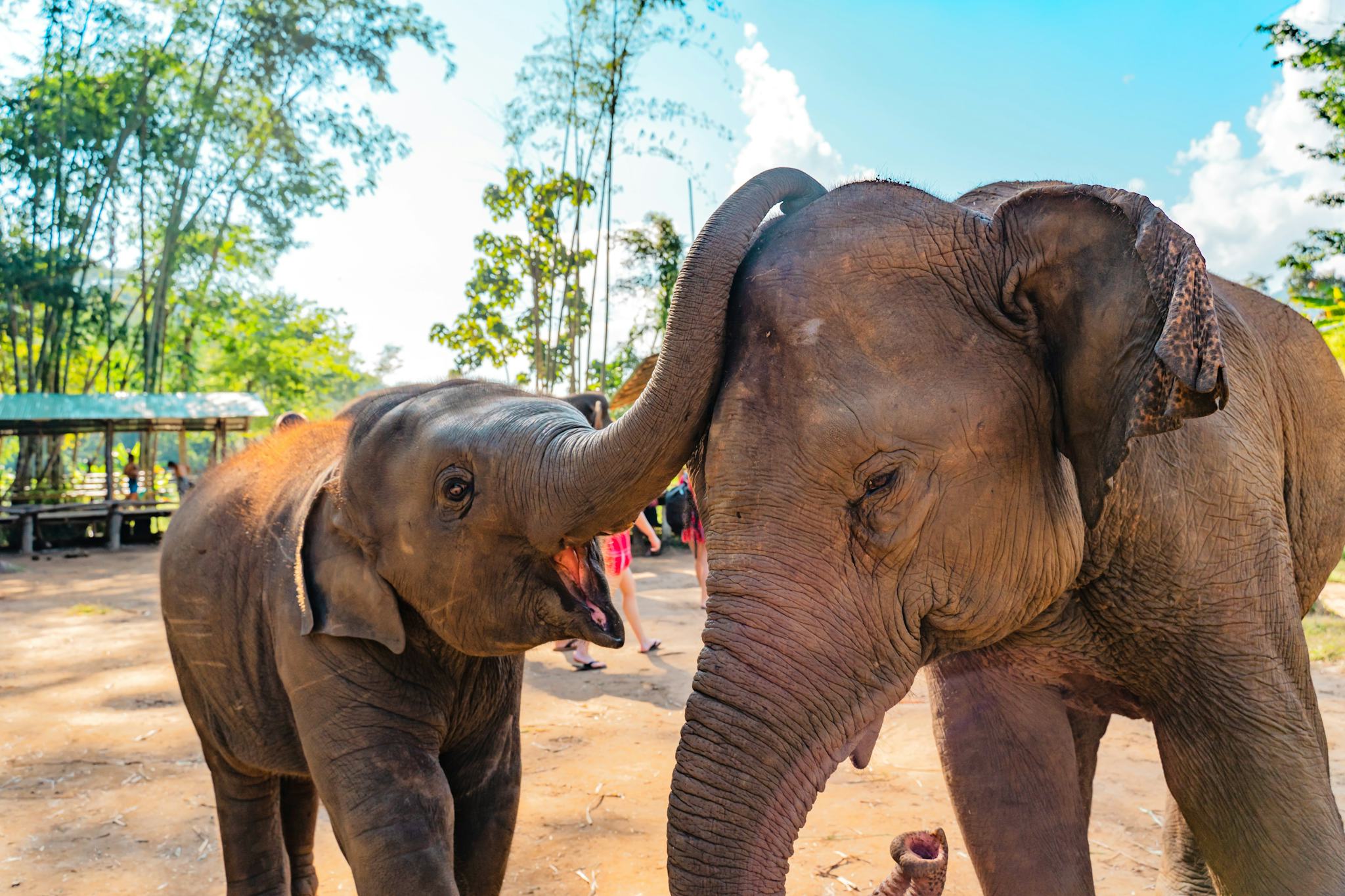 Elephant Jungle Sanctuary