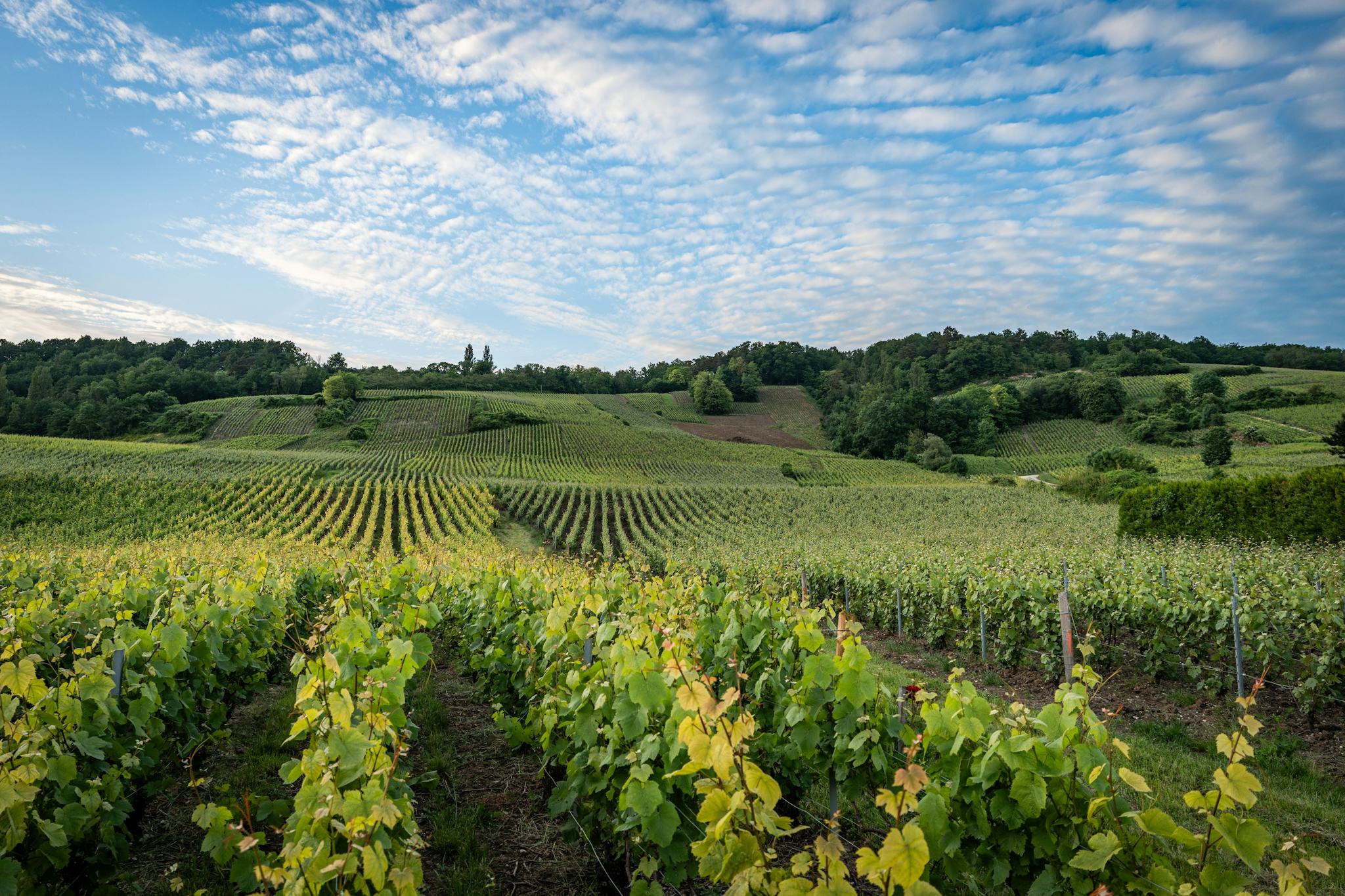 Epernay