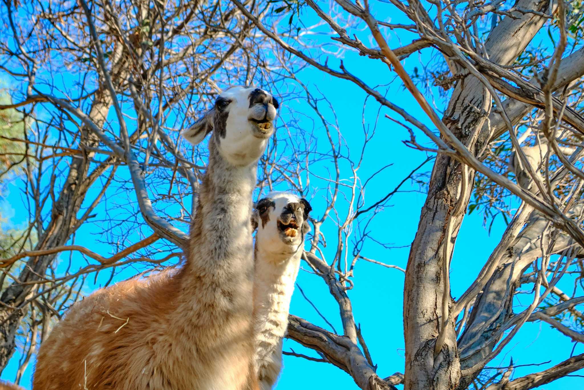 Farma of Rhodes Petting Zoo