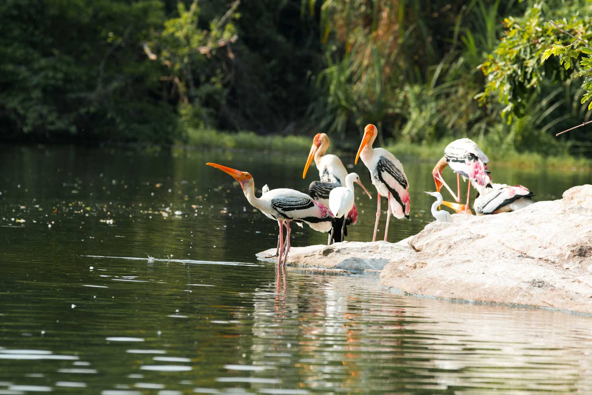 Florida Keys Wild Bird Center - Bird Sanctuary