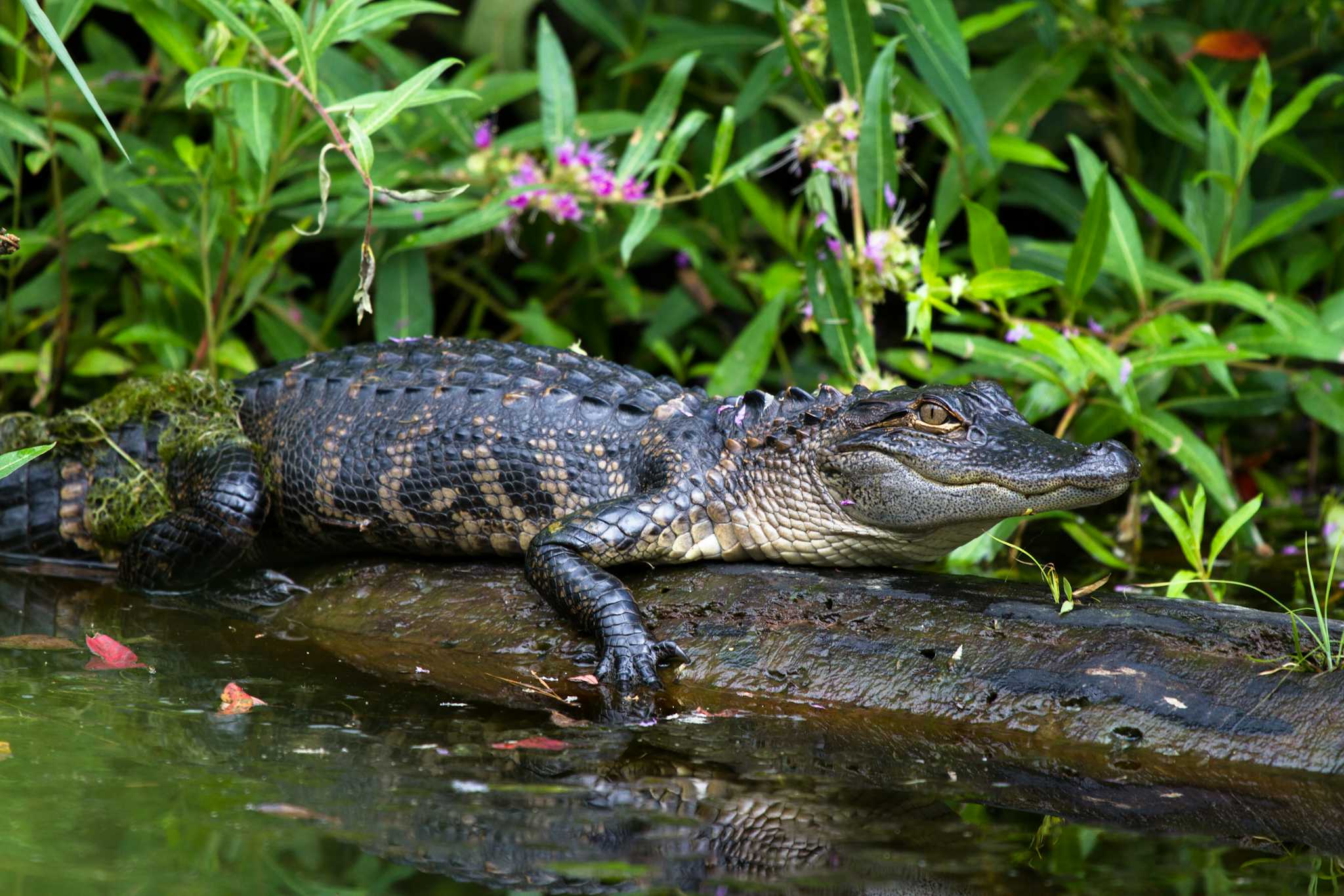 Gator Chateau