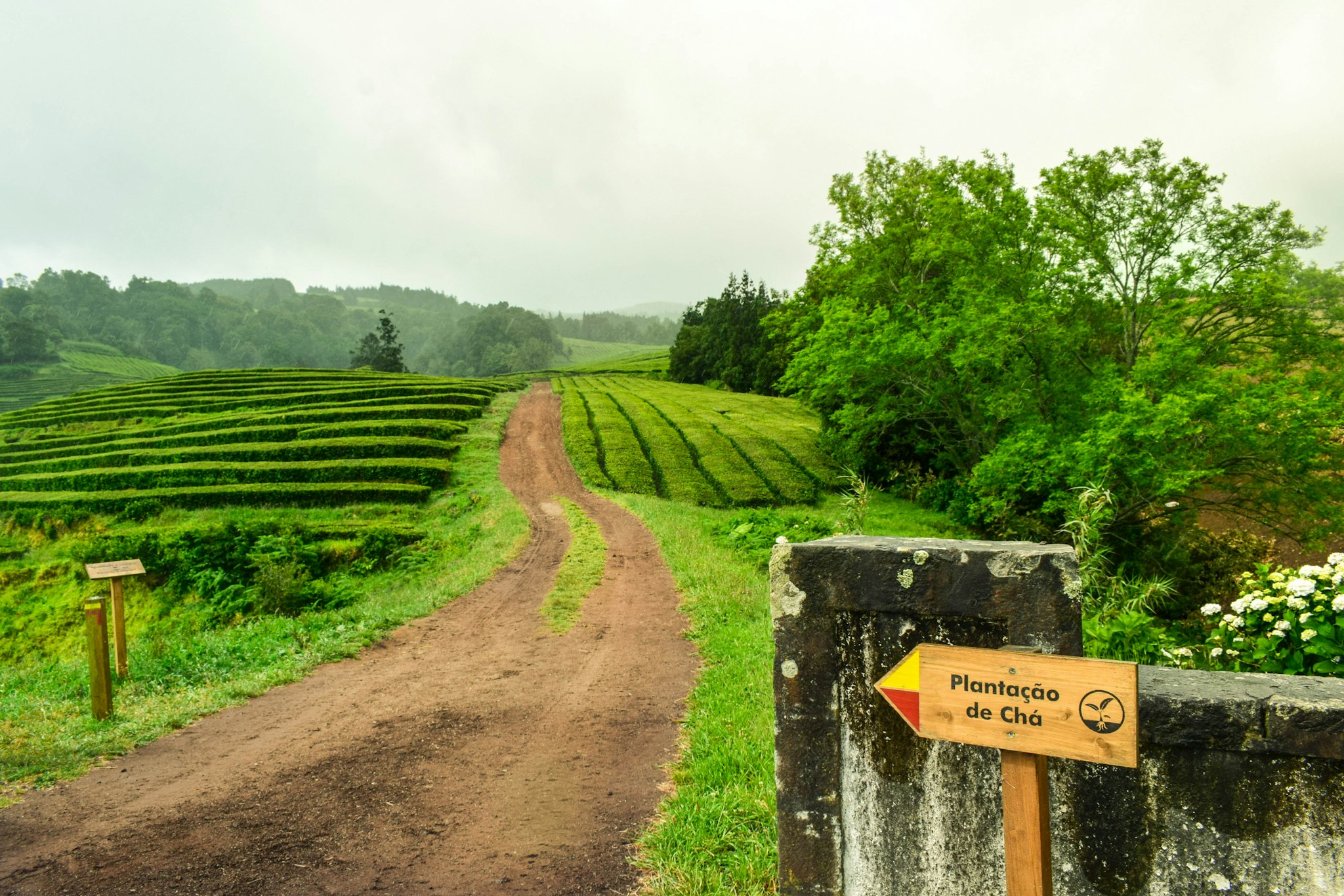 Gorreana Tea Plantation