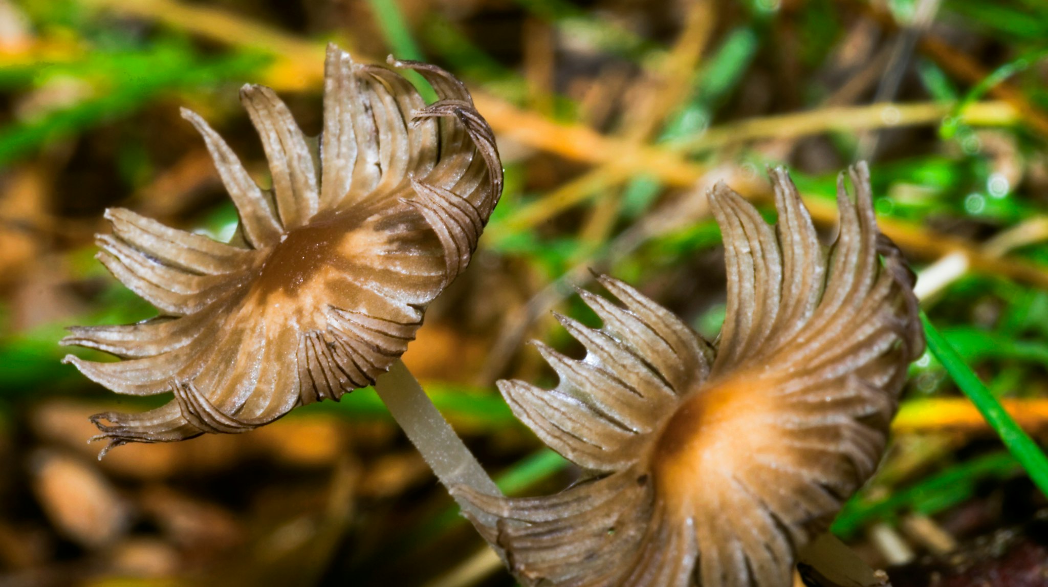 Guadarrama National Park