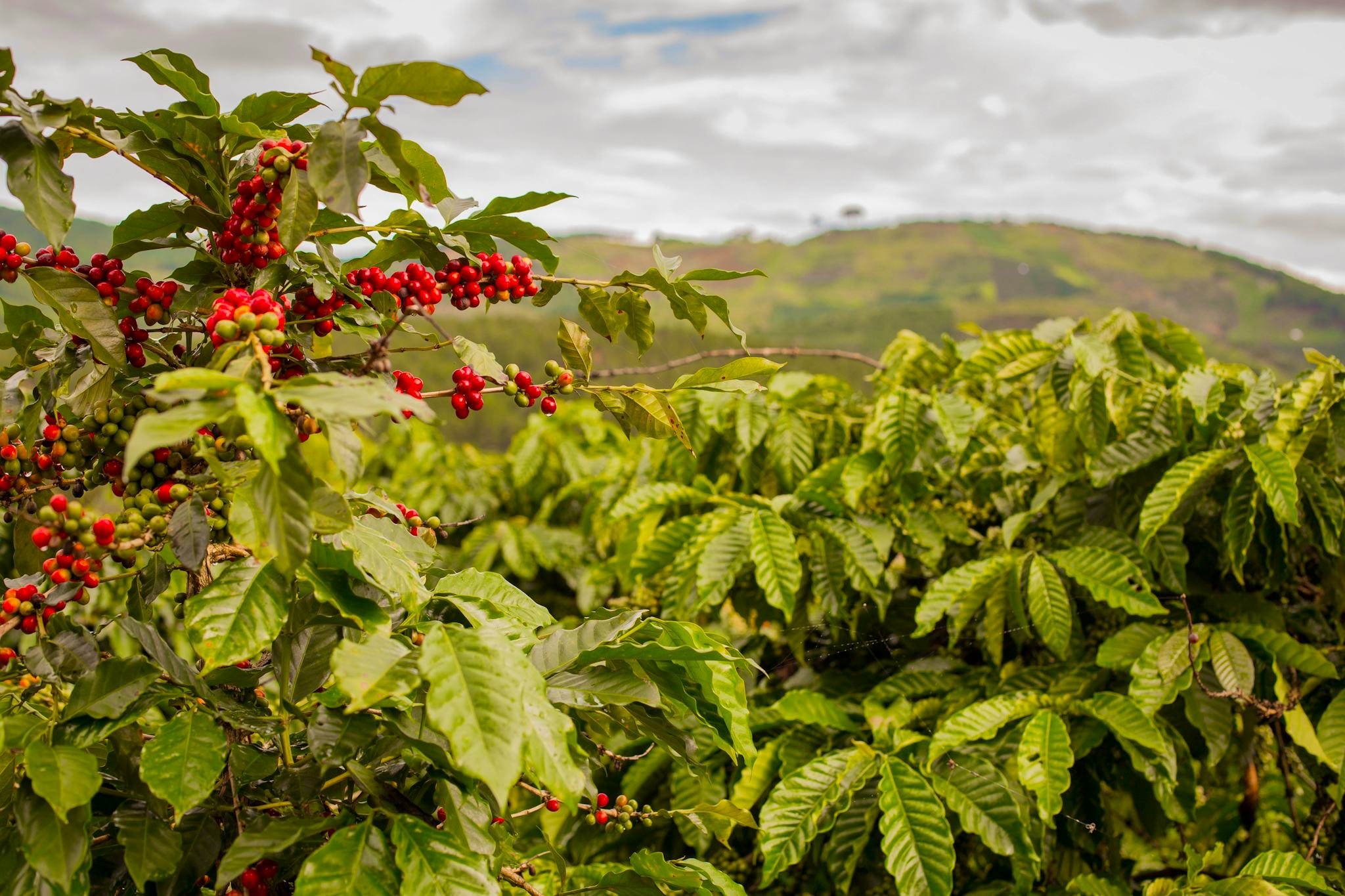 Hacienda Alsacia Starbucks Coffee Farm