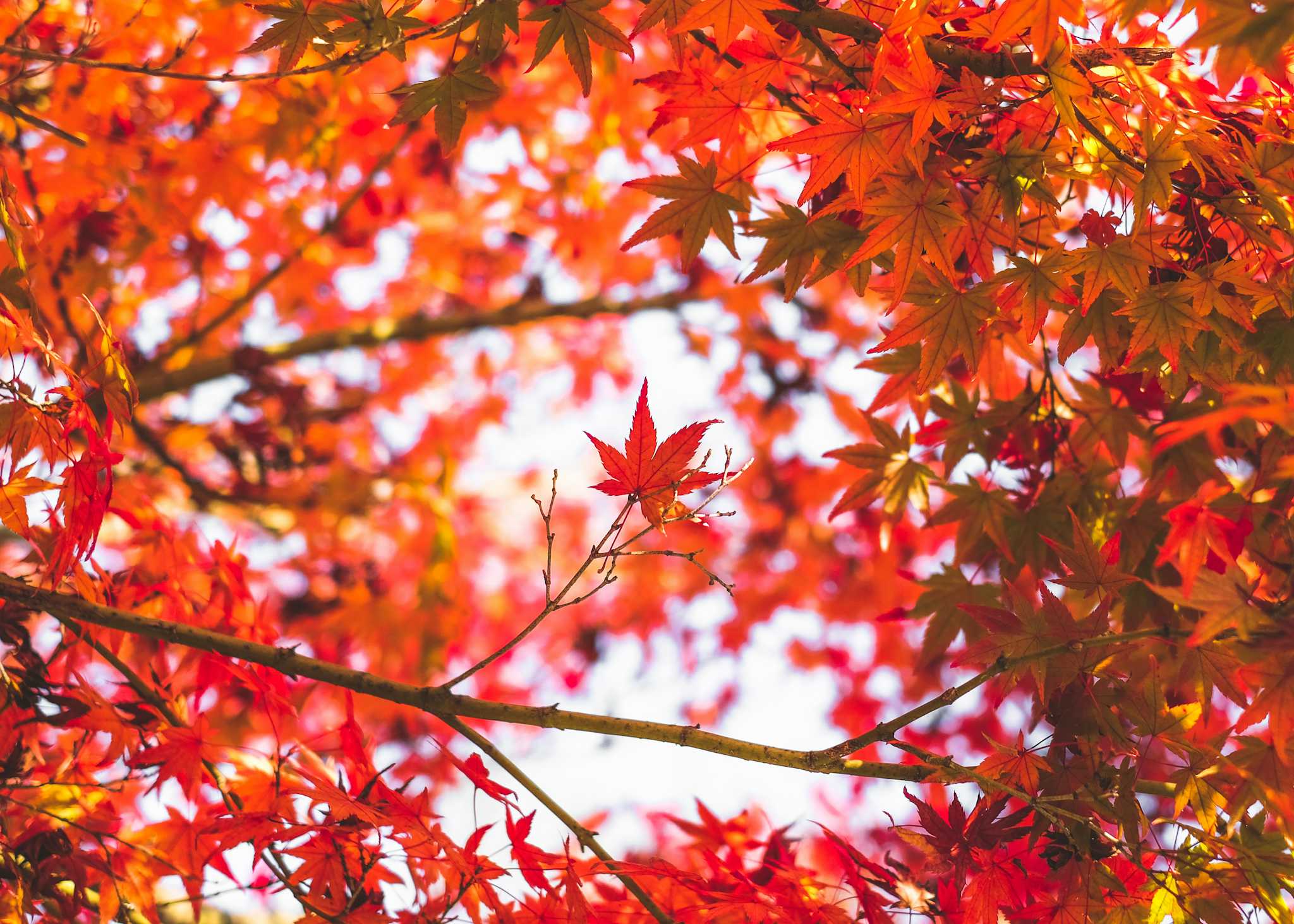 Hiroshima City Forest Park